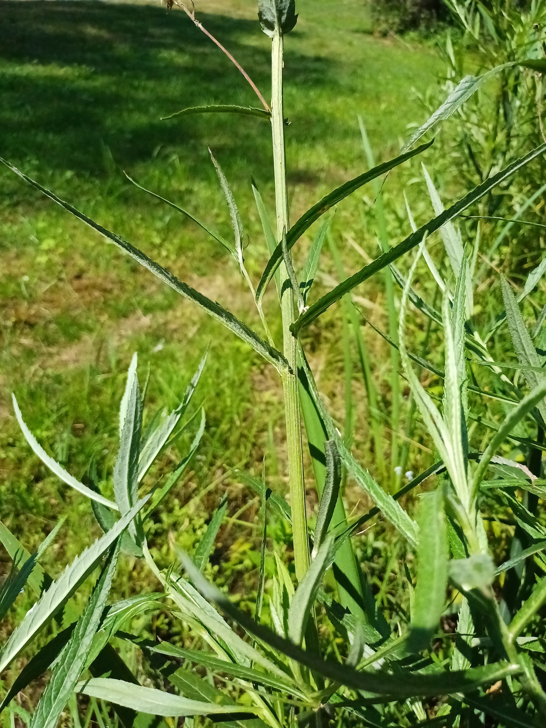 senecio paludosus südufer lago di cavazzo friaul-julisch venetien italien 20240730_140936.jpg