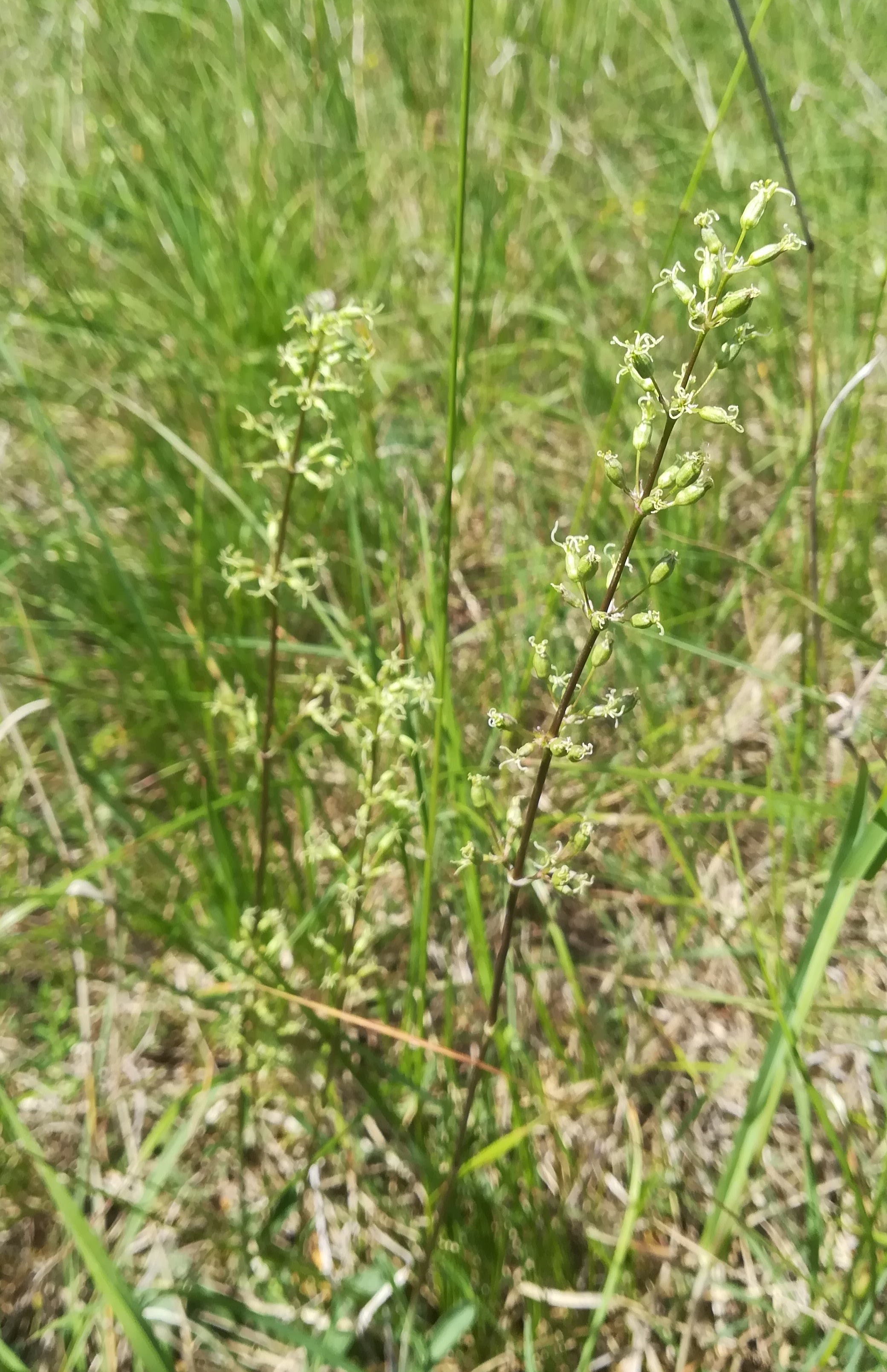 silene otites weiblich steinfeld felixdorf_20180520_123459.jpg