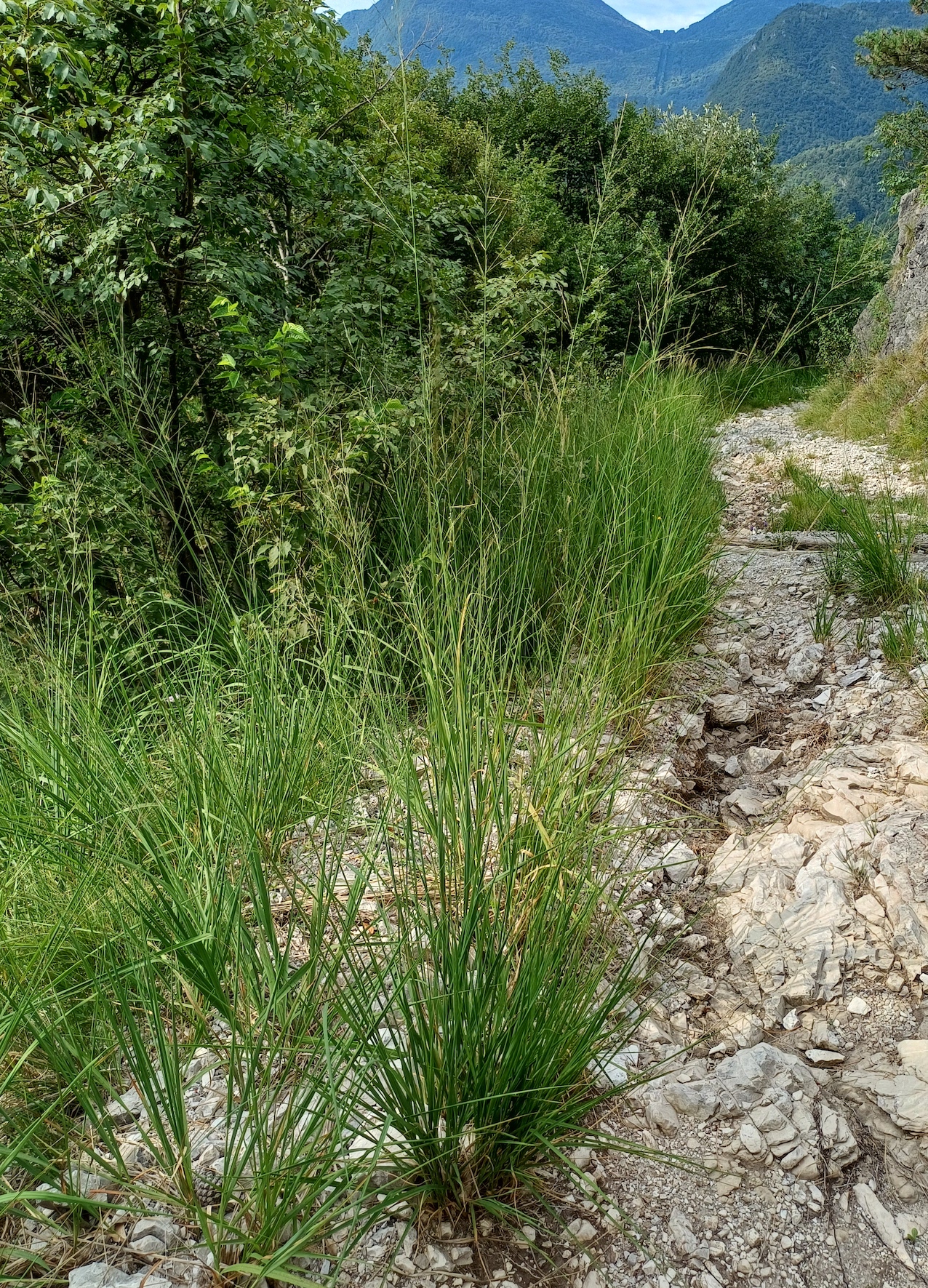 molinia caerulea agg. colle ceregnons friaul-julisch venetien italien 20240725_094437.jpg