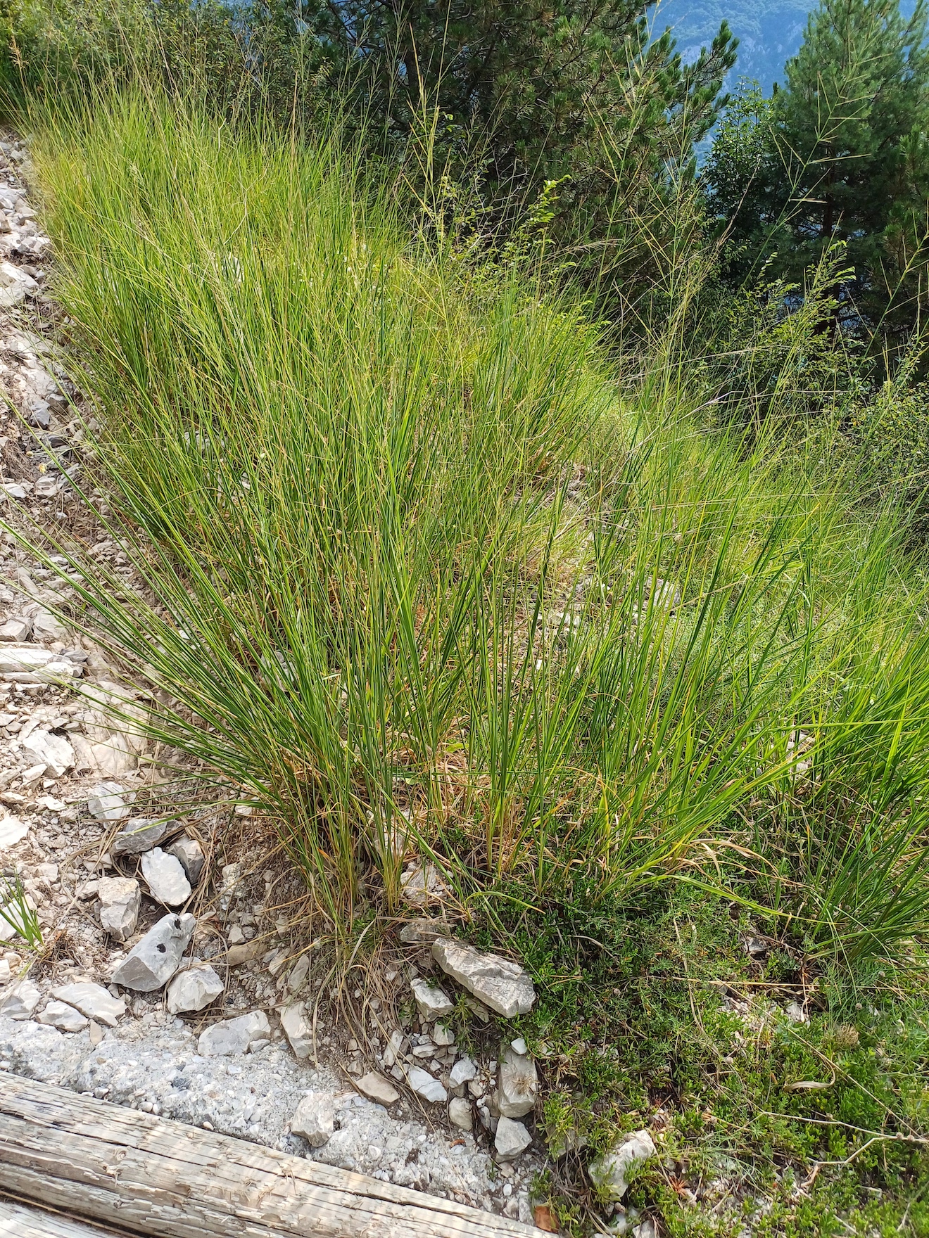 molinia caerulea agg. colle ceregnons friaul-julisch venetien italien 20240725_094550.jpg