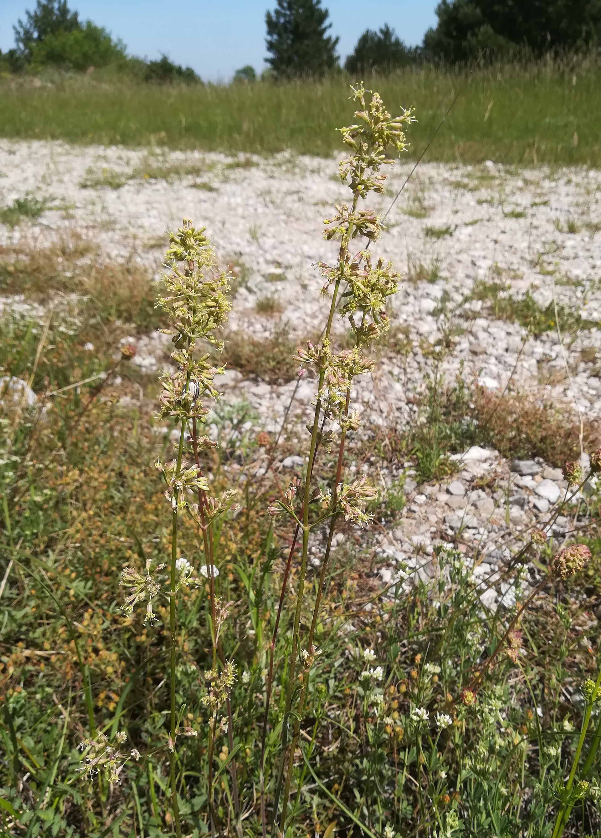 silene otites männlich steinfeld felixdorf_20180520_123527.jpg