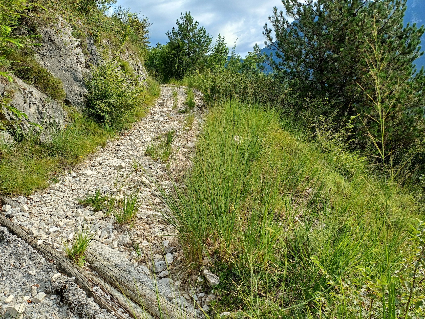 molinia caerulea agg. colle ceregnons friaul-julisch venetien italien 20240725_094557.jpg