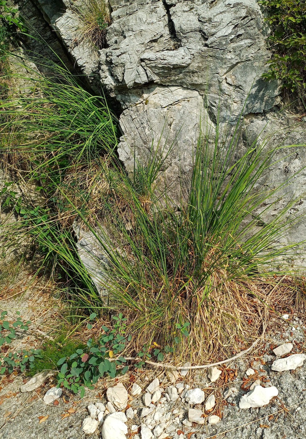 molinia caerulea agg. colle ceregnons friaul-julisch venetien italien 20240725_094724.jpg