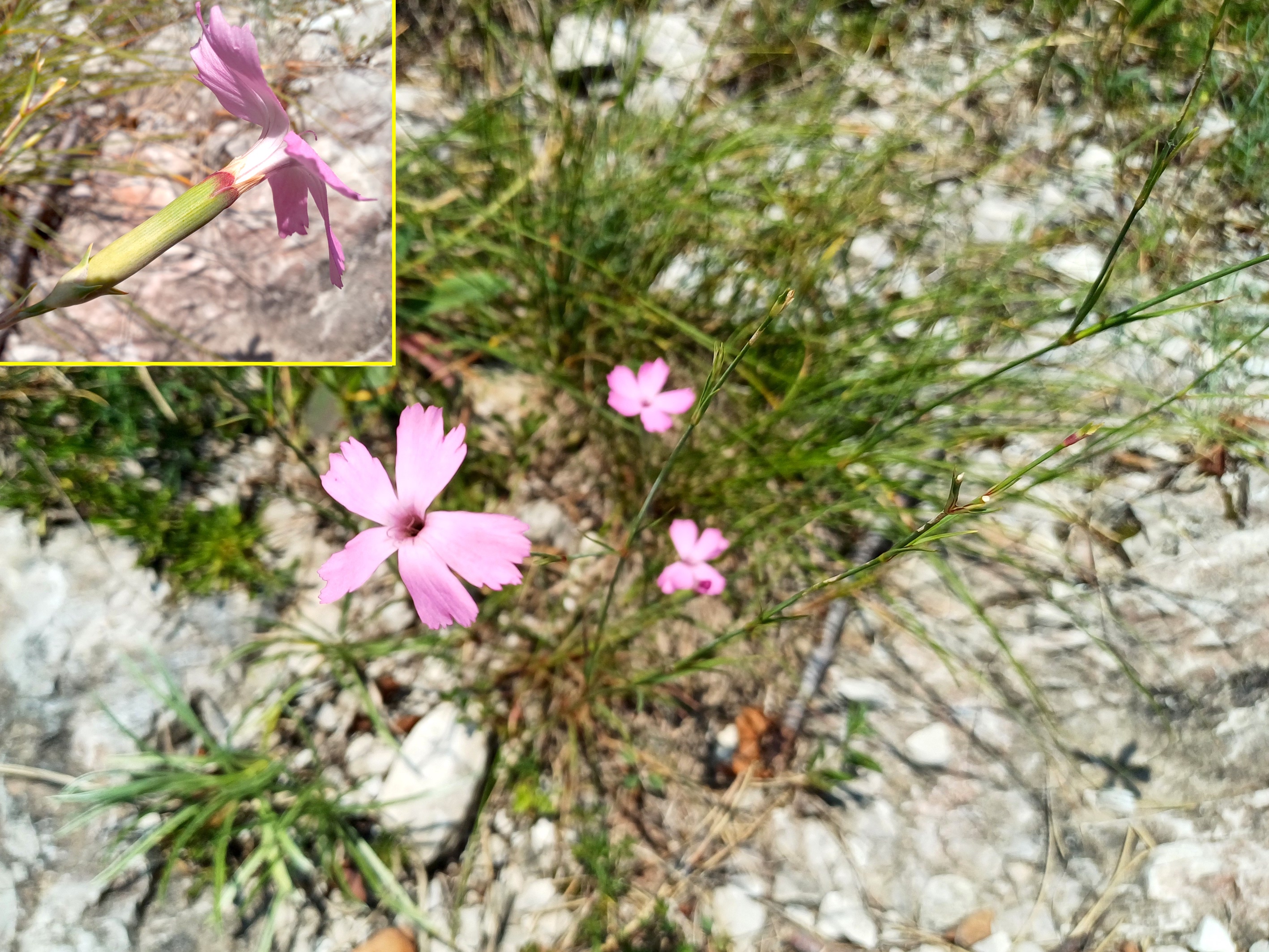 dianthus cf. sylvestris subsp. sylvestris colle ceregnons friaul-julisch venetien italien 20240725_131521.jpg