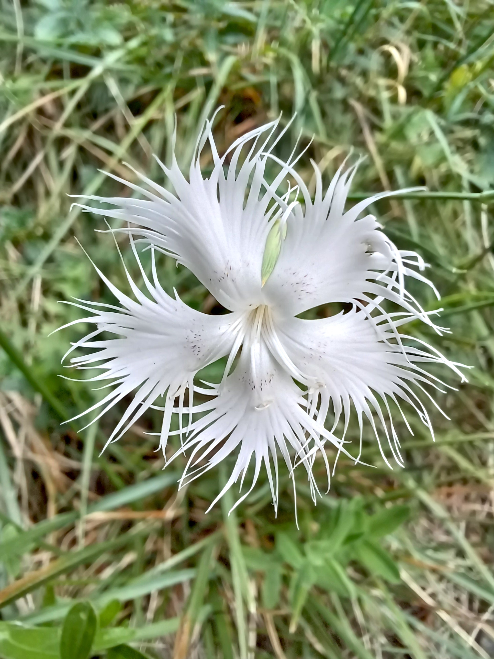 dianthus hyssopifolius cima sompalis friaul-julisch venetien italien 20240725_104605.jpg