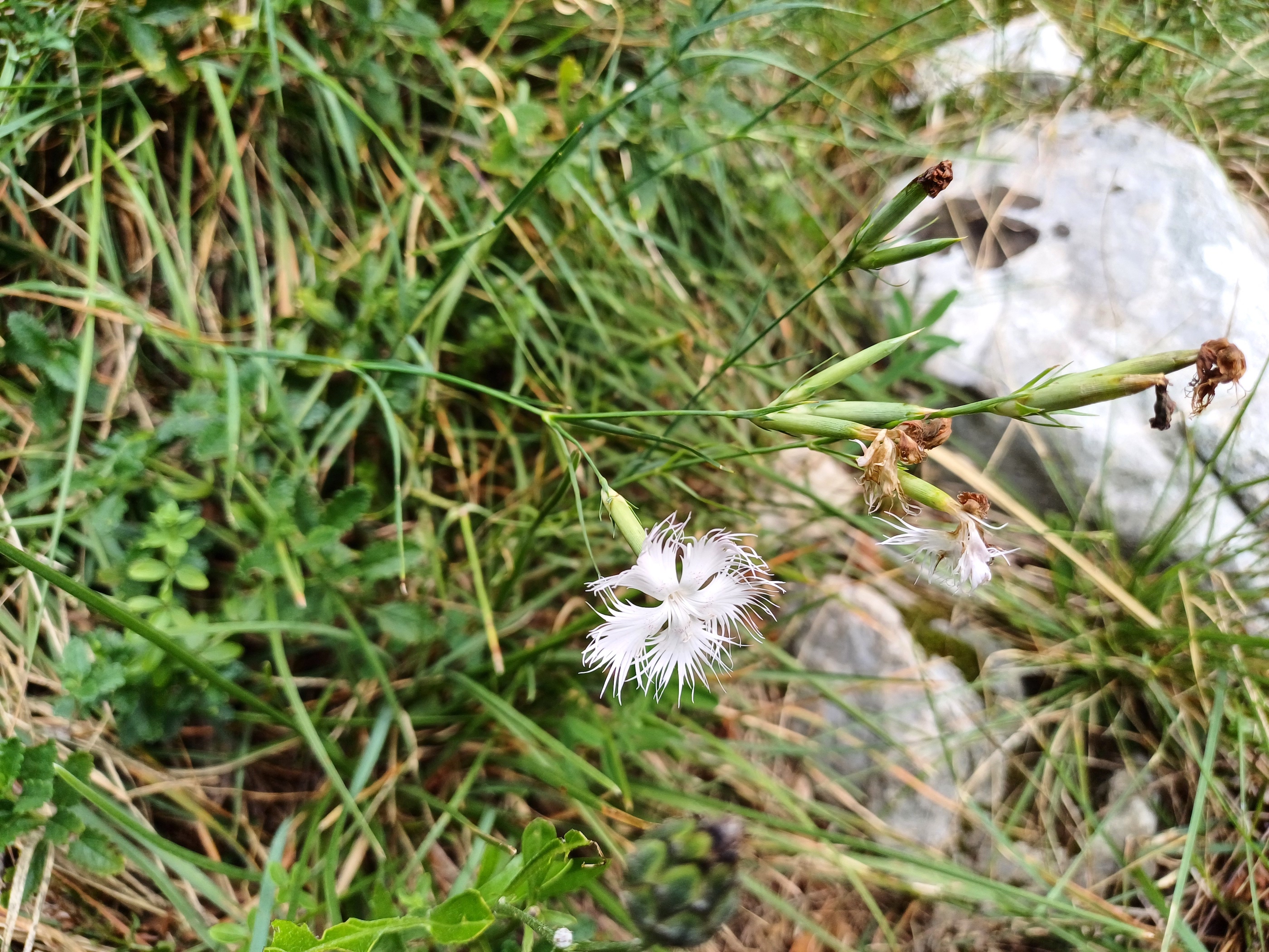 dianthus hyssopifolius cima sompalis friaul-julisch venetien italien 20240725_104616.jpg
