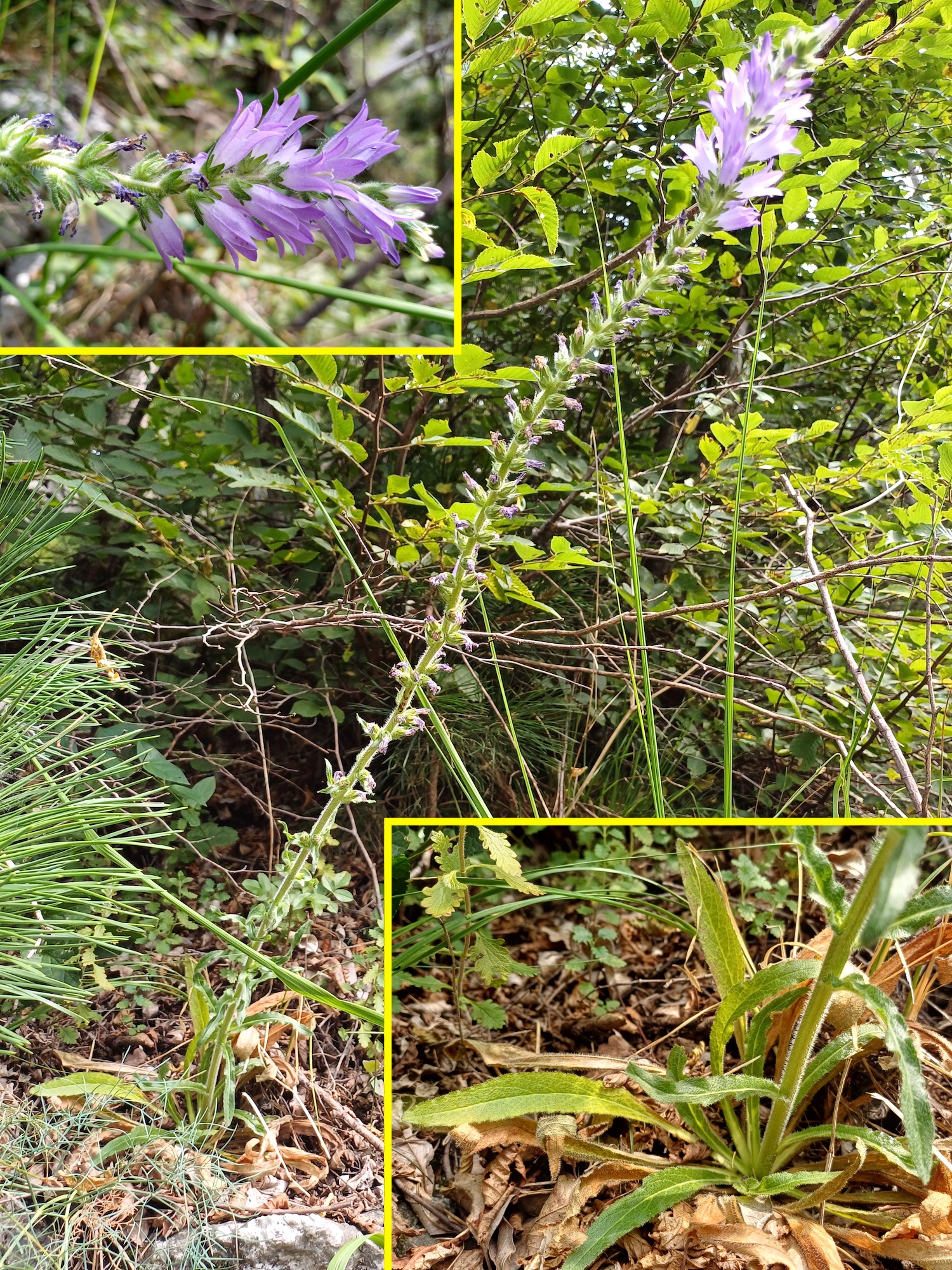 campanula spicata colle ceregnons friaul-julisch venetien italien 20240725_100128.jpg