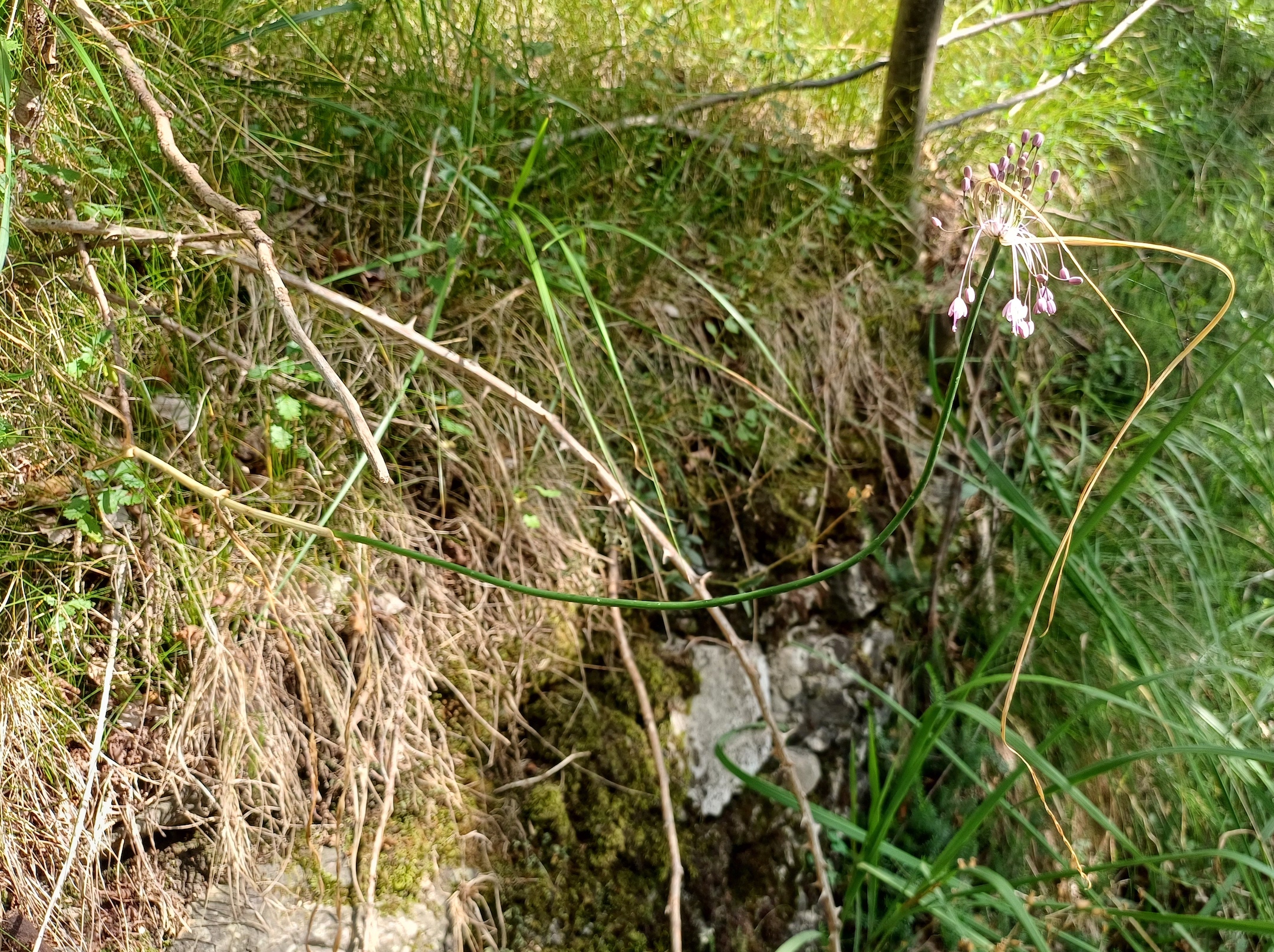 allium cf. carinatum subsp. pulchellum colle ceregnons friaul-julisch venetien italien 20240725_095857.jpg