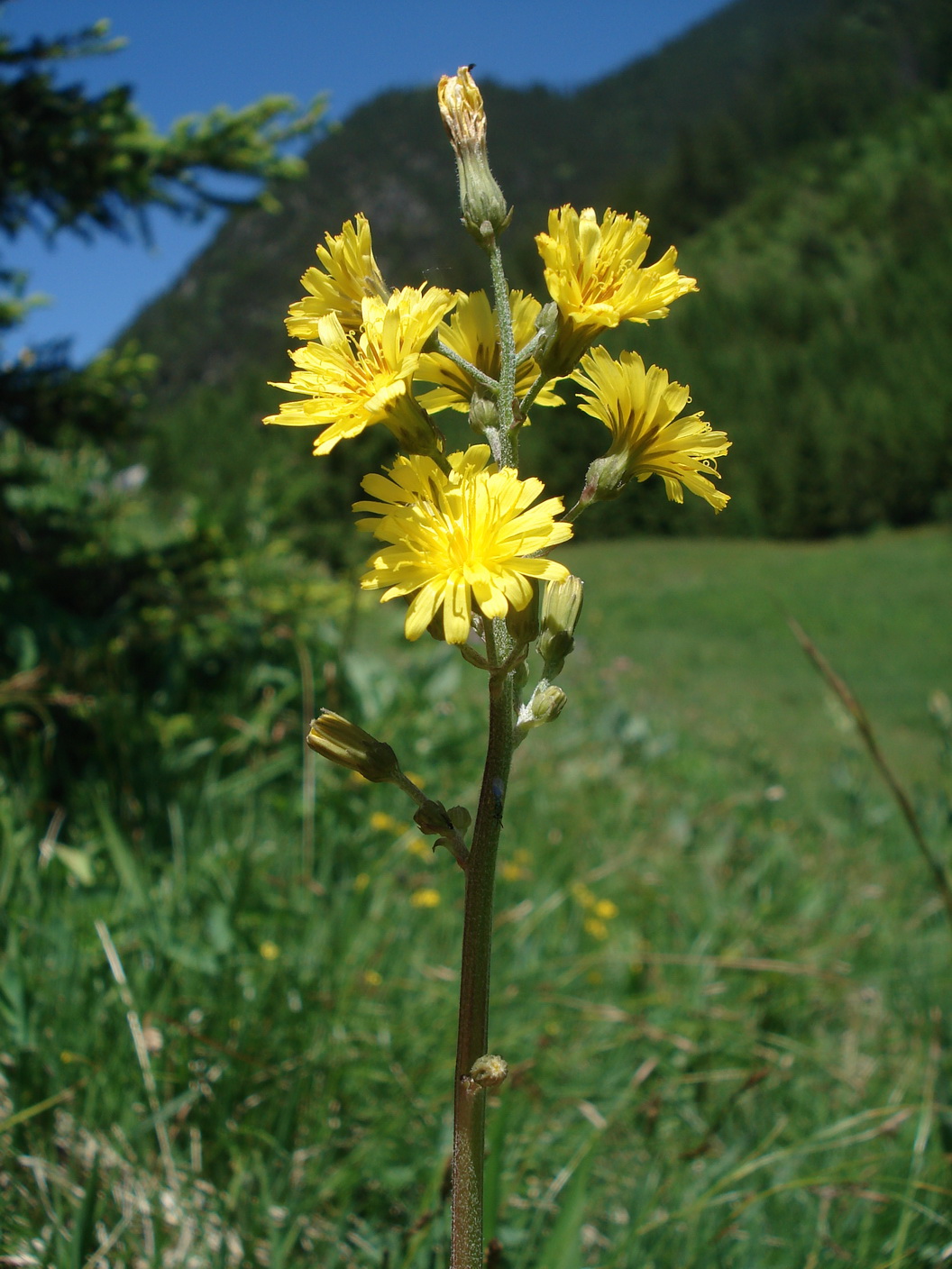 Crepis.praemorsa.V-Gamsfreiheit .Messendorfberg.JPG