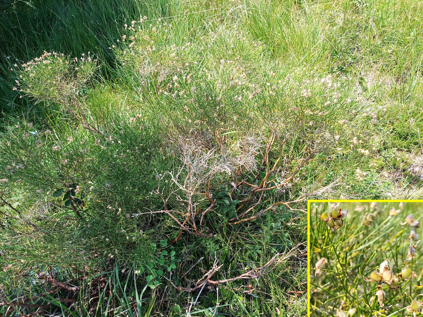 genista radiata cima sompalis friaul-julisch venetien italien 20240725_122201.jpg