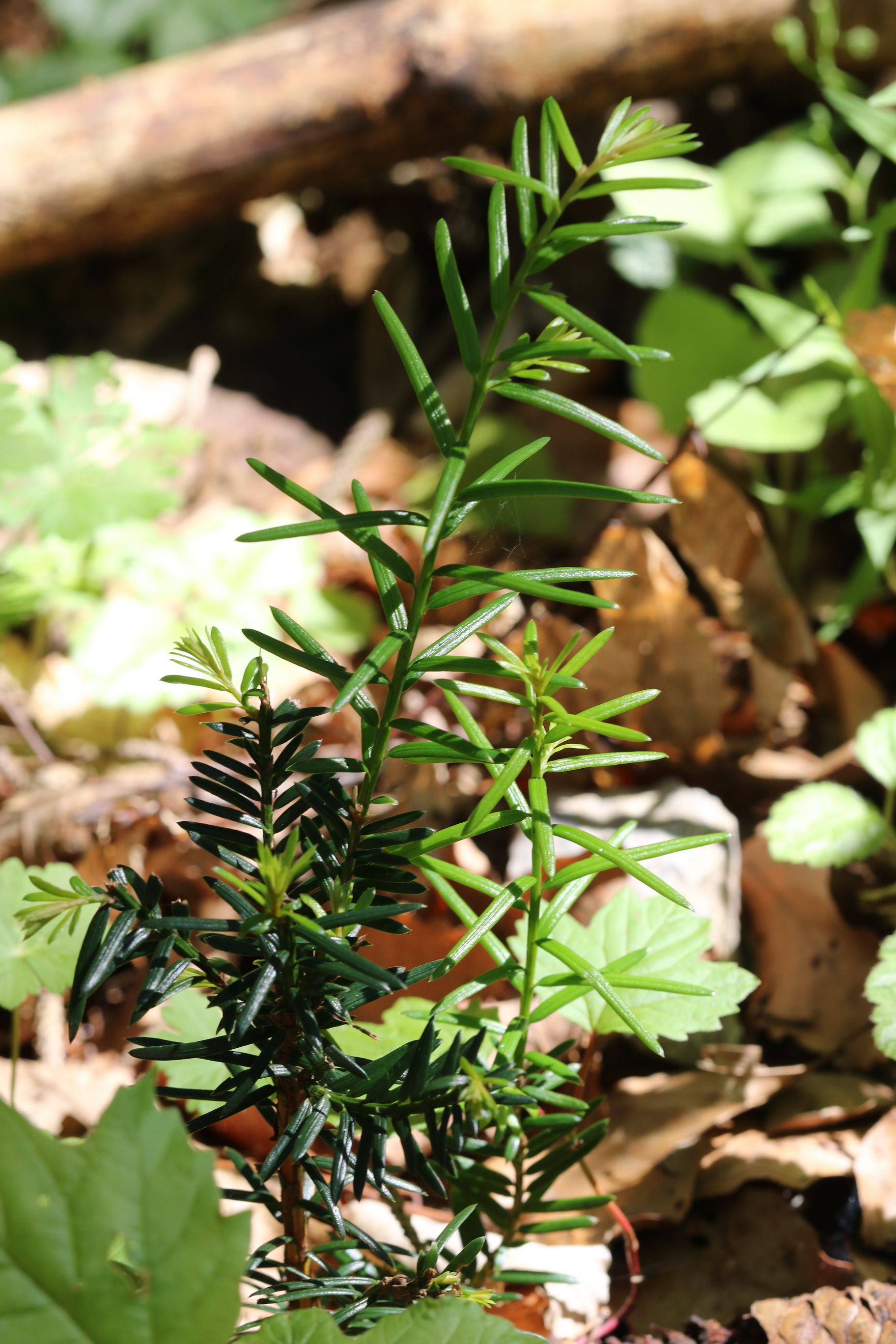 Taxus.media.verw.K-Kasparstein.Rottensteiner.Kreuz . 15.Jun.24.JPG