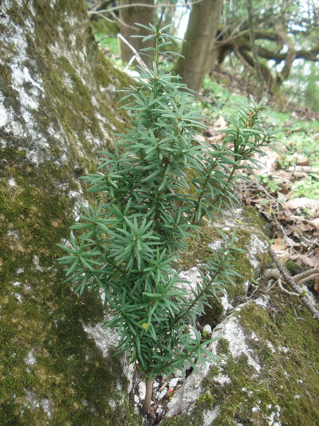 Taxus x media.cf.verw.NÖ-Hainburg.Schlossberg.29.Mär.24.JPG