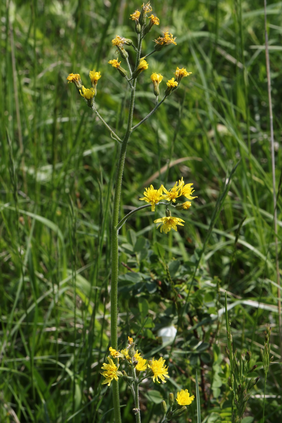 Crepis.praemorsa.N-Eichkogel.9.5.18.JPG