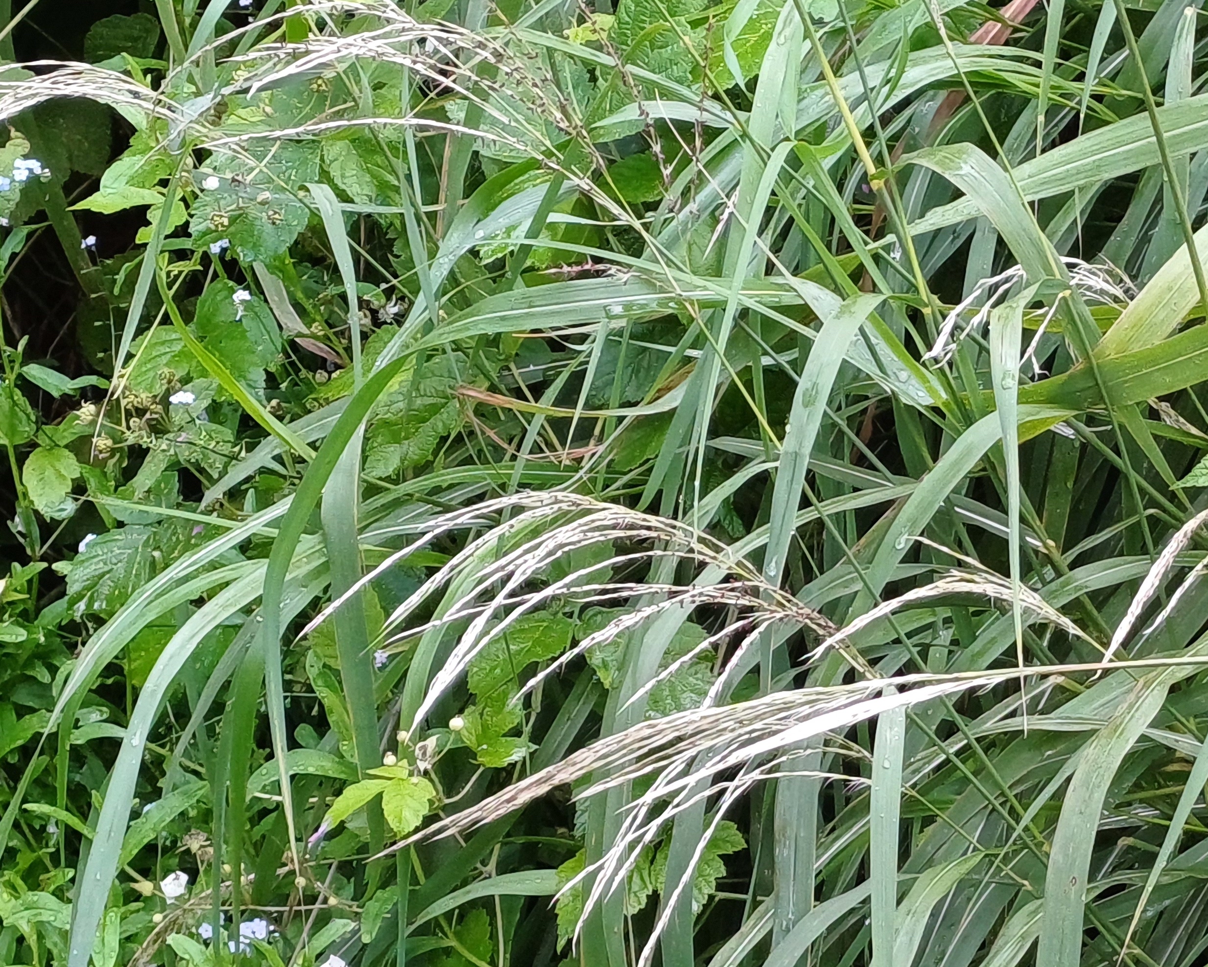 nördlicher leithakanal wilfleinsdorf 20240809_085019.jpg