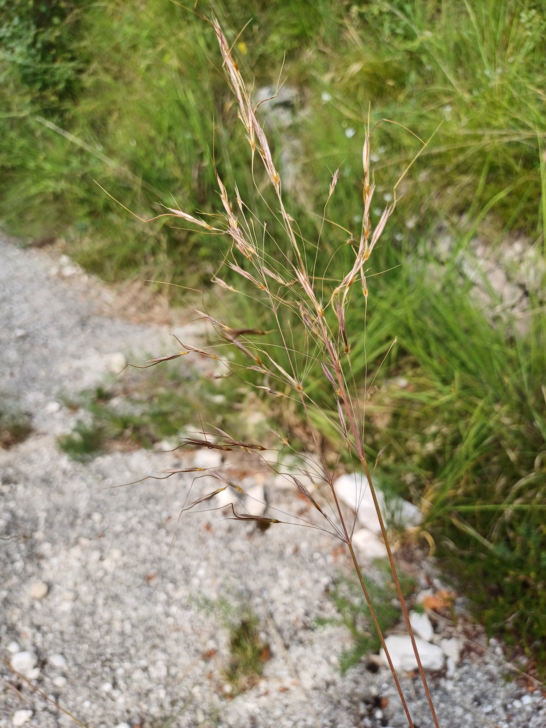 cf. chrysopogon gryllus colle ceregnons friaul-julisch venetien italien 20240725_094837.jpg