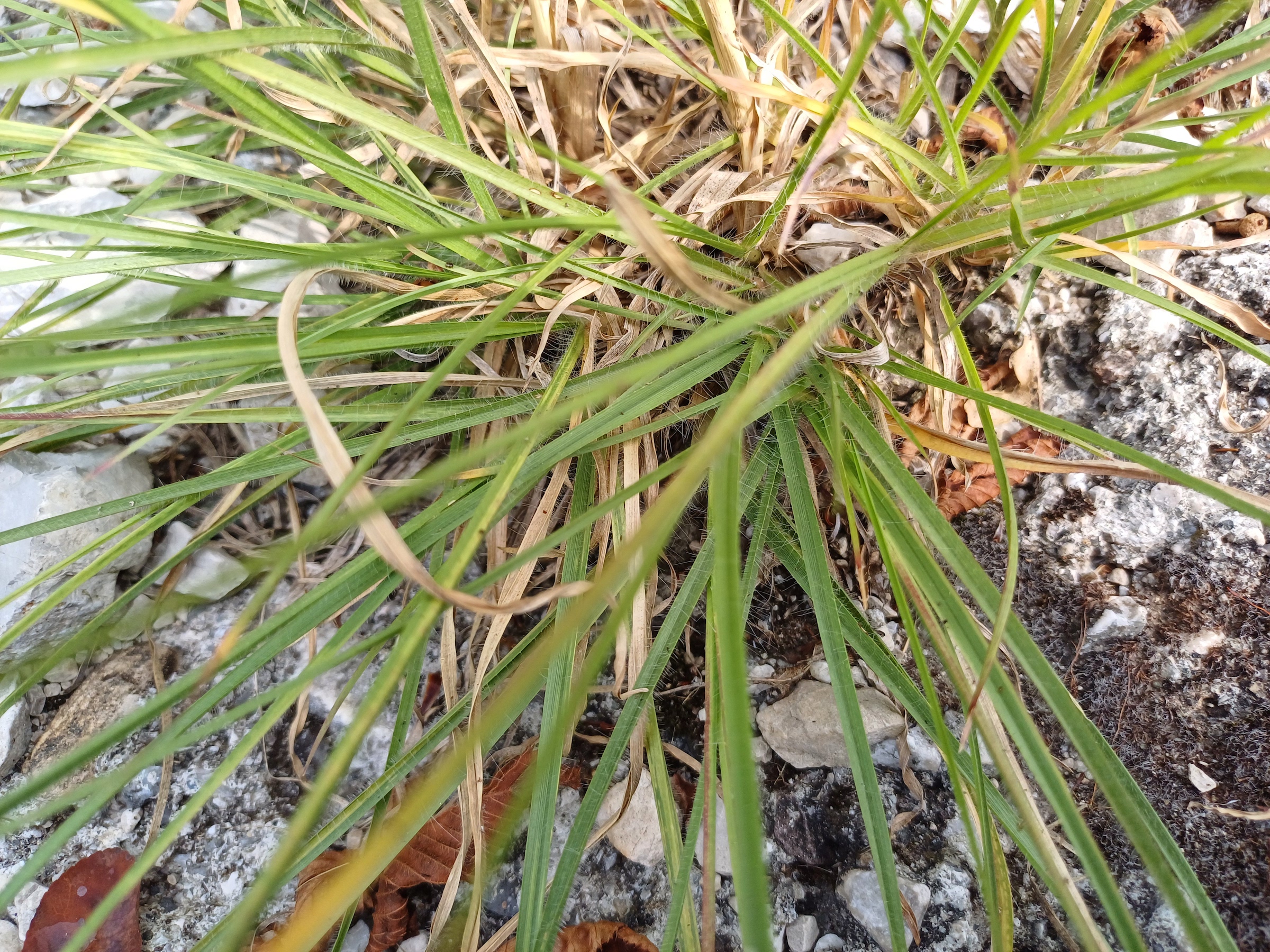 cf. chrysopogon gryllus colle ceregnons friaul-julisch venetien italien 20240725_094905.jpg