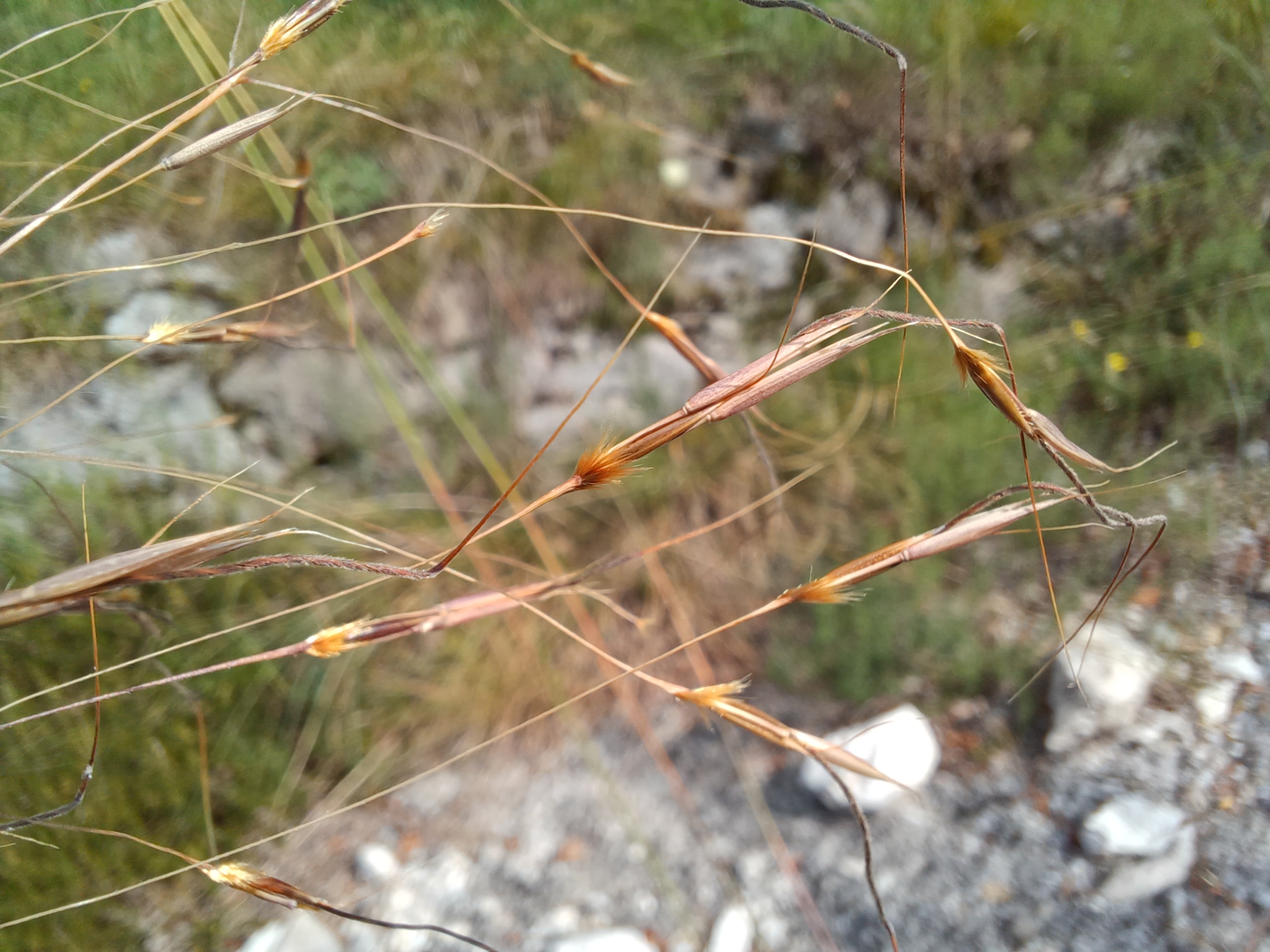 cf. chrysopogon gryllus colle ceregnons friaul-julisch venetien italien 20240725_094944.jpg