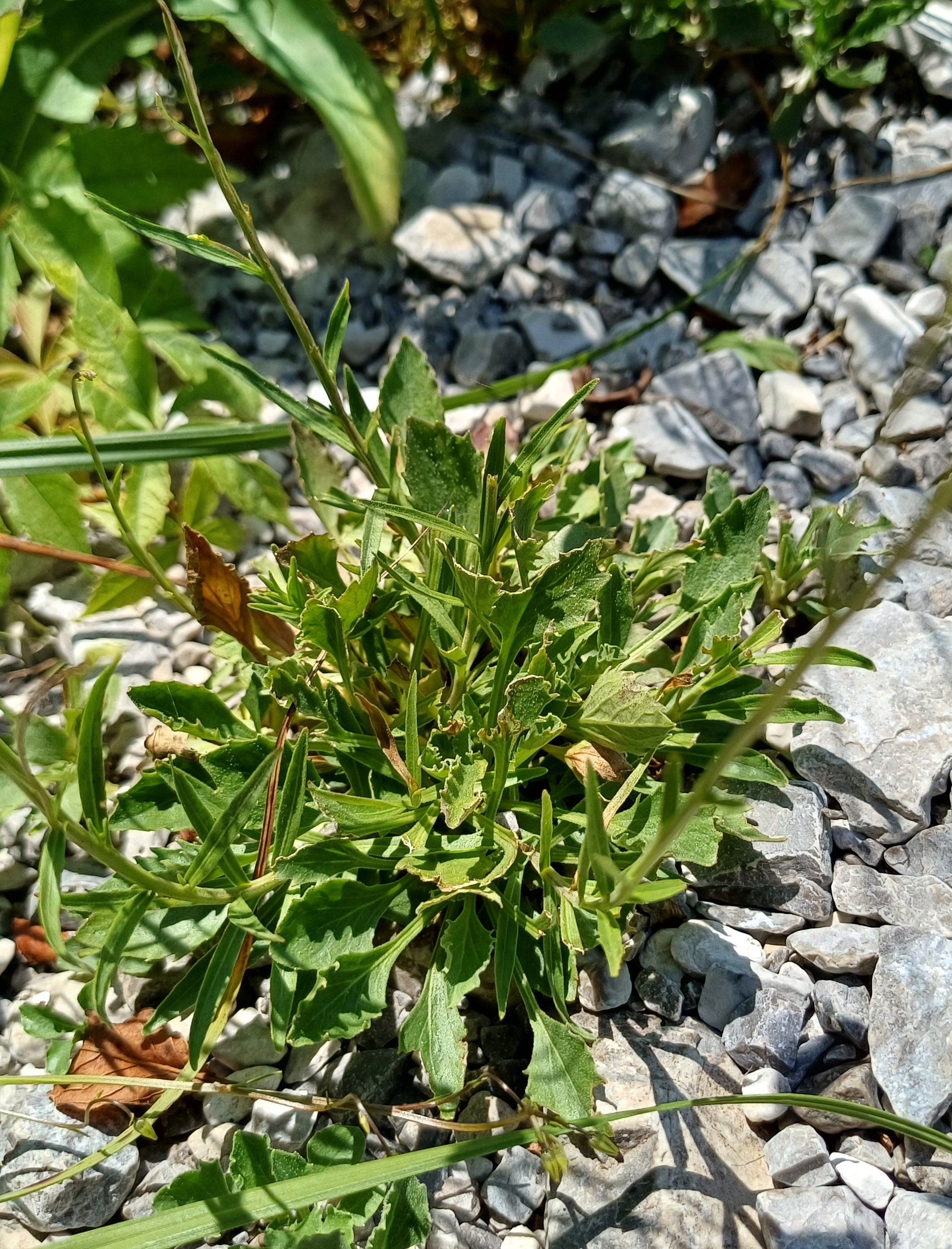 campanula cf. cespitosa rio da cóut südufer lago di cavazzo friaul-julisch venetien italien 20240729_133600.jpg