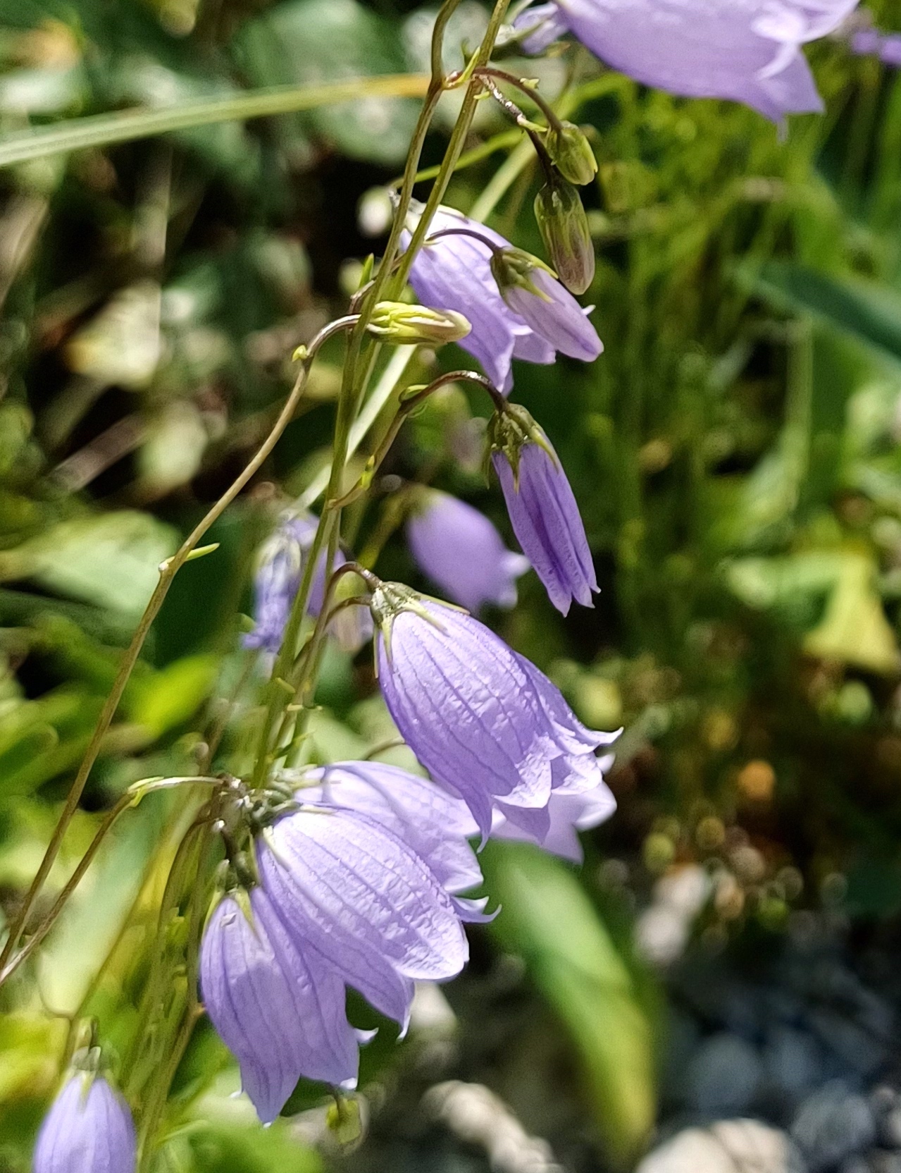 campanula cf. cespitosa rio da cóut südufer lago di cavazzo friaul-julisch venetien italien 20240729_133601.jpg