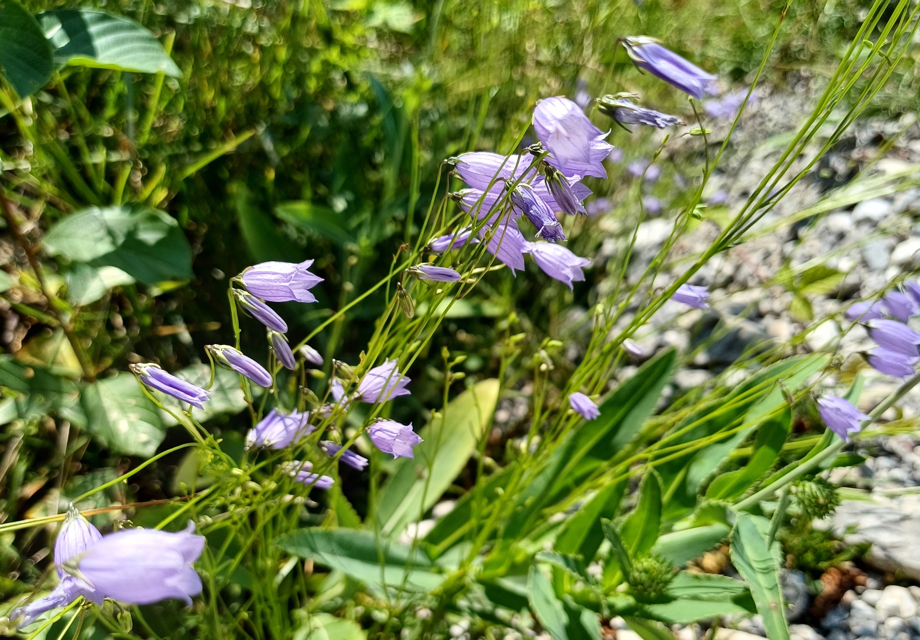 campanula cf. cespitosa rio da cóut südufer lago di cavazzo friaul-julisch venetien italien 20240729_133603.jpg