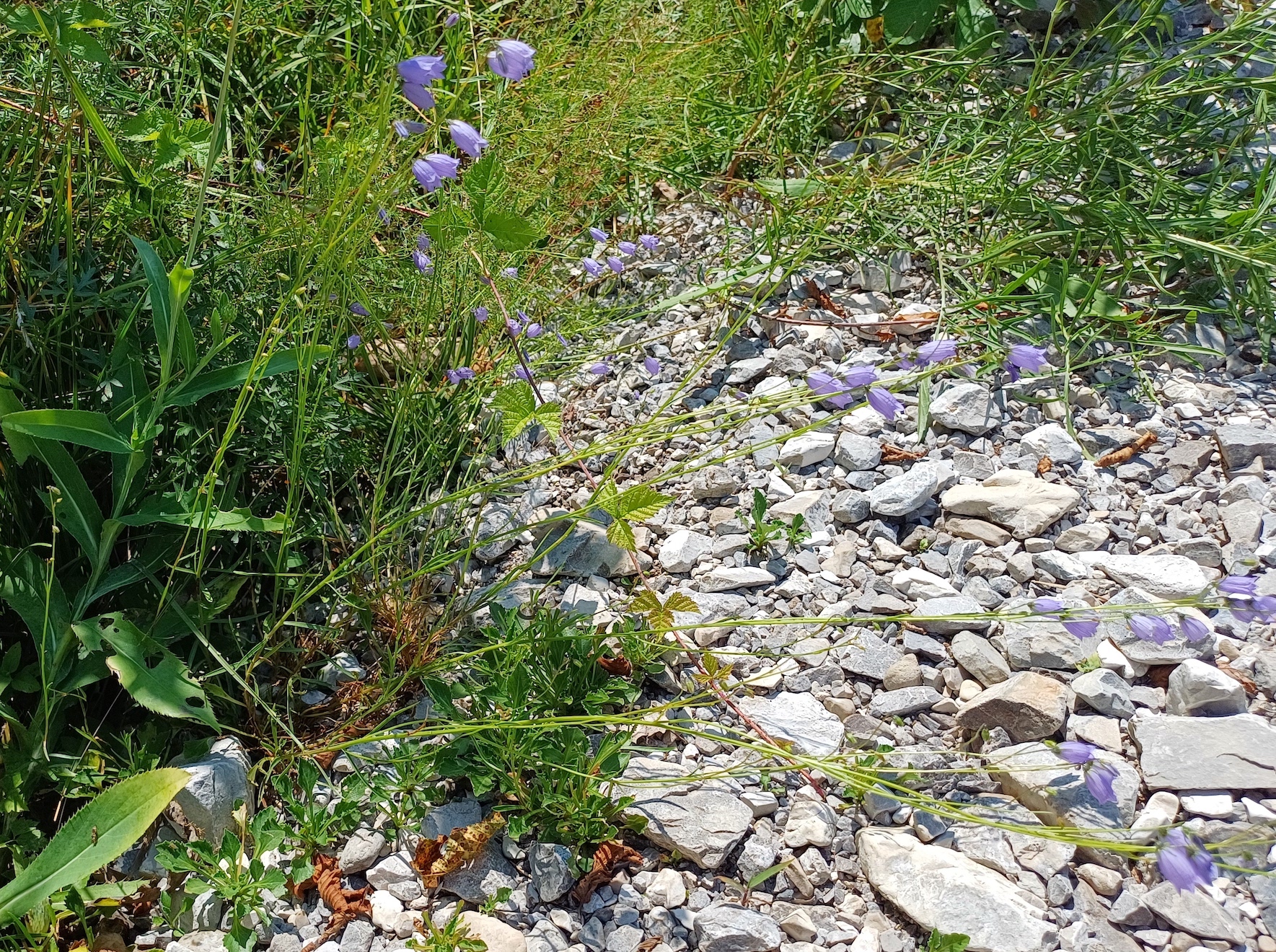 campanula cf. cespitosa rio da cóut südufer lago di cavazzo friaul-julisch venetien italien 20240729_133610.jpg