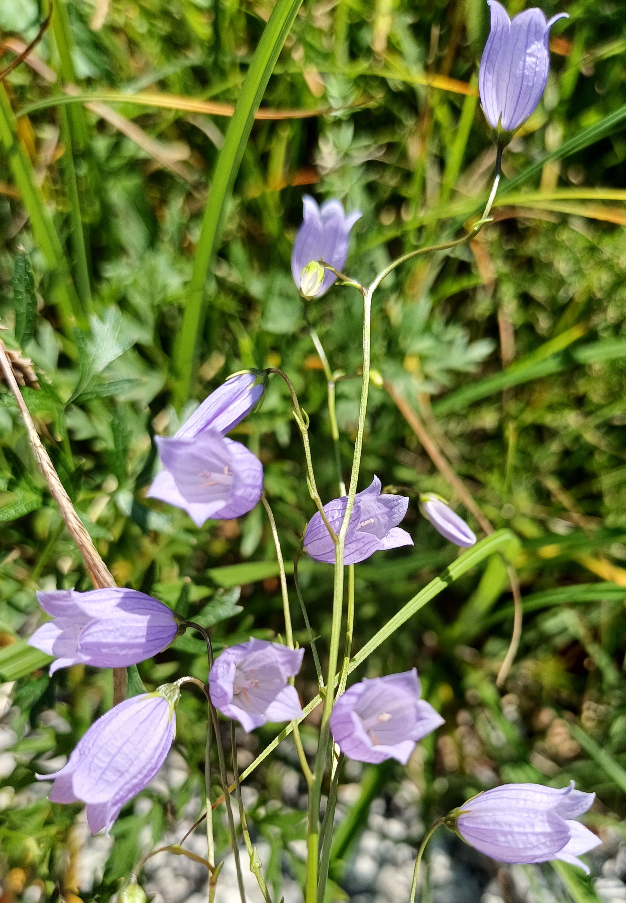 campanula cf. cespitosa rio da cóut südufer lago di cavazzo friaul-julisch venetien italien 20240729_133625.jpg