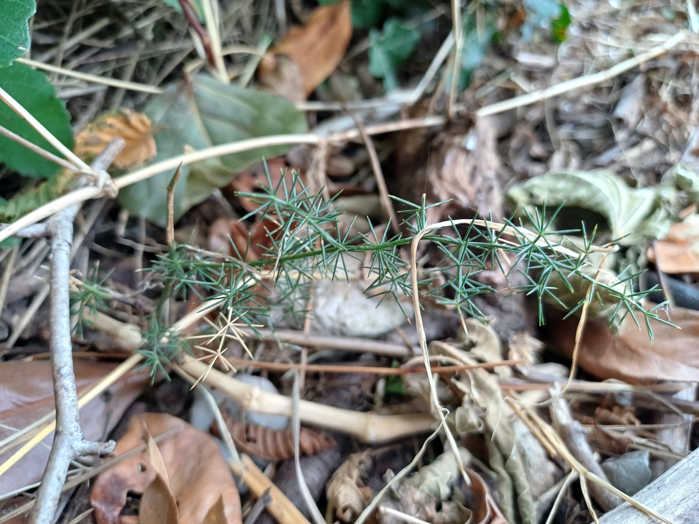 cf. asparagus acutifolius tagliamento braulins friaul-julisch venetien italien 20240724_102729.jpg