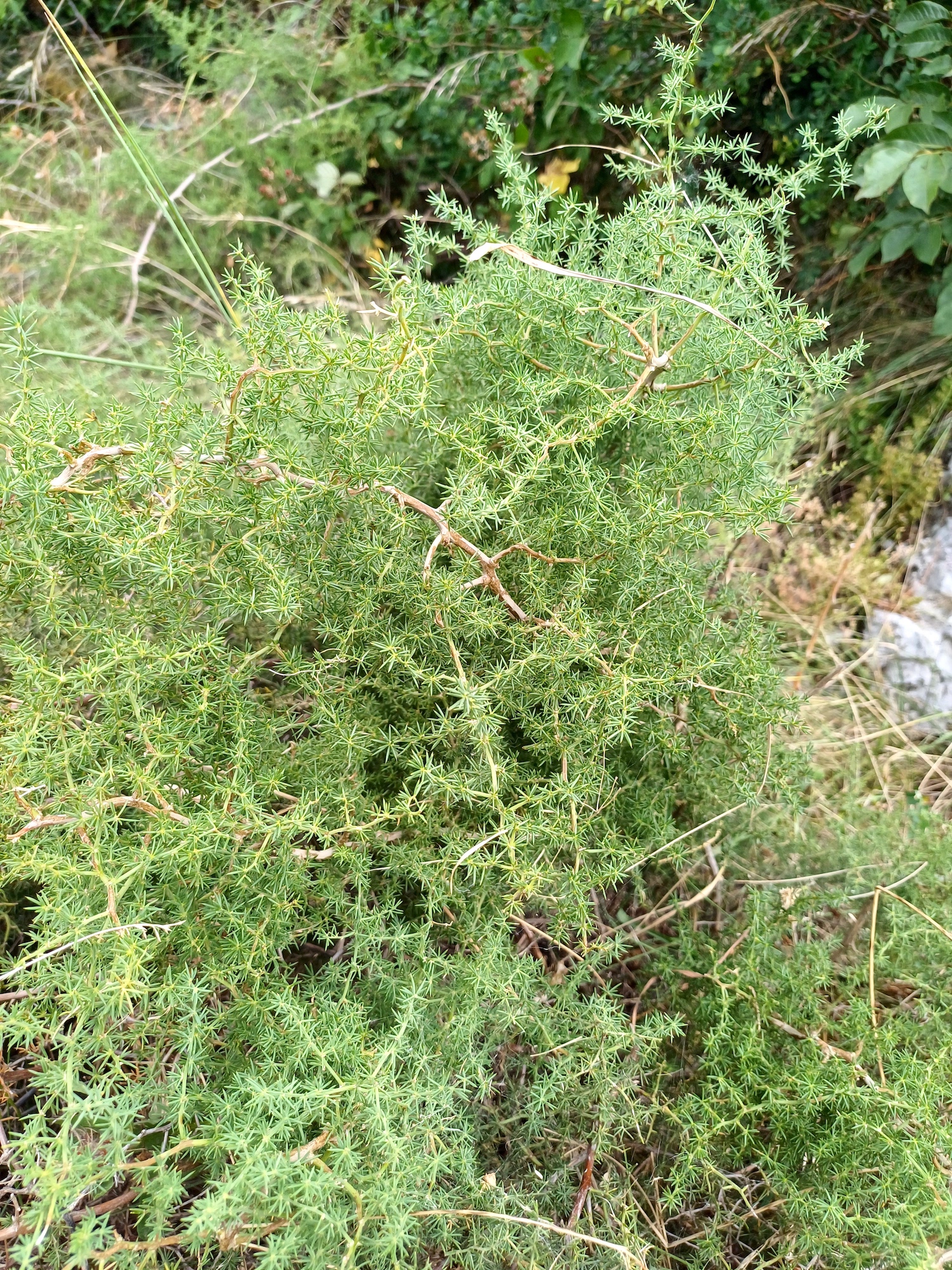 cf. asparagus acutifolius tagliamento braulins friaul-julisch venetien italien 20240724_102825.jpg
