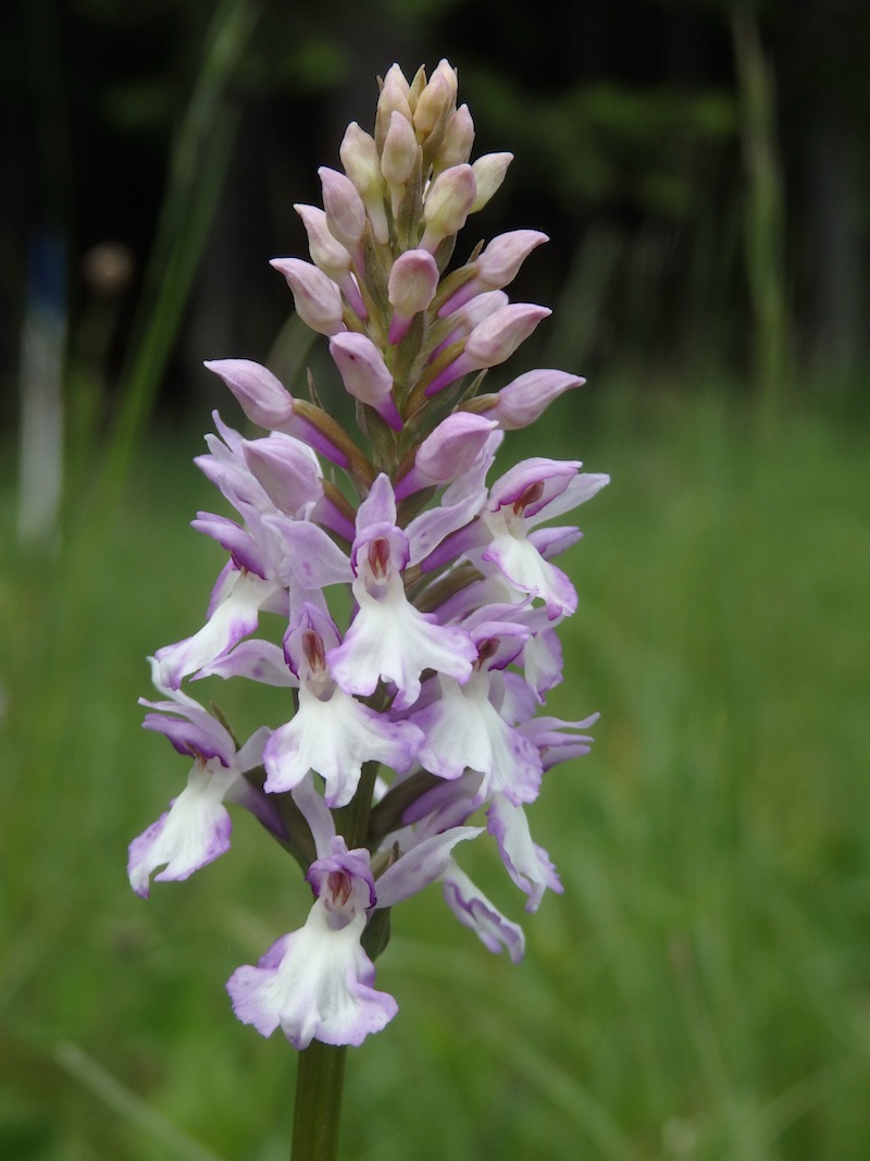 Dactylorhiza_cf_fuchsii.jpg