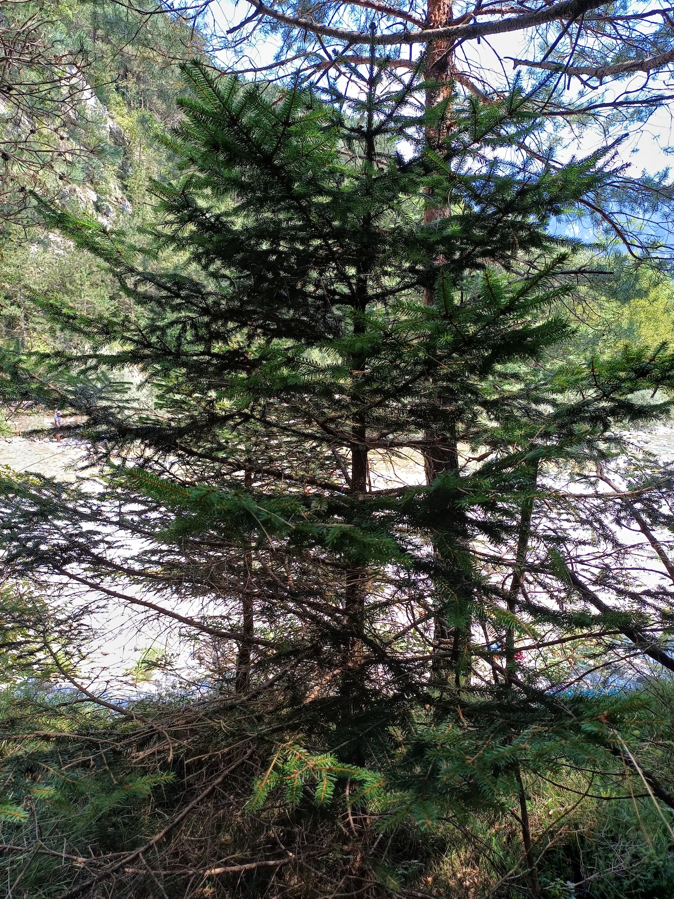 picea abies torrente palâr friaul-julisch venetien italien 20240727_124245.jpg