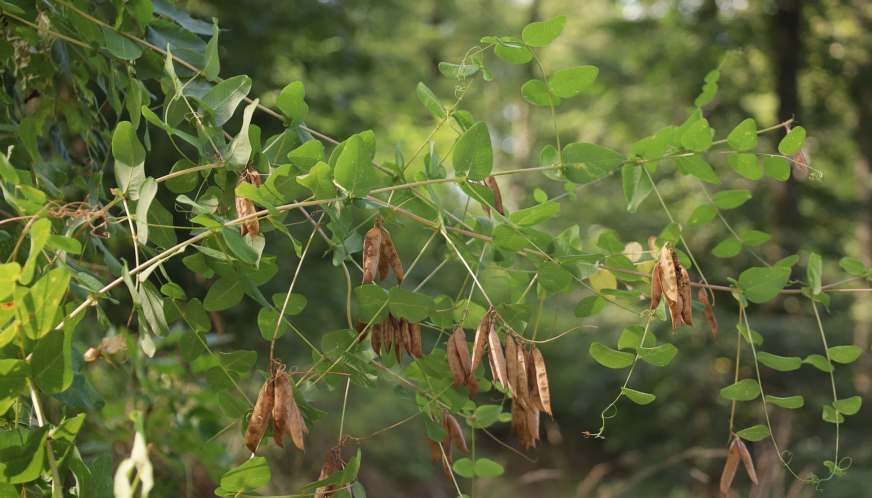Vicia pisiformis Klosterwald im Rohrwald_20240813_17.jpg