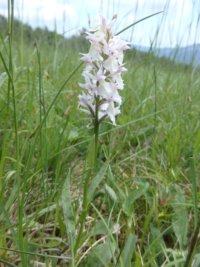 Dactylorhiza_cf_fuchsii2.jpg