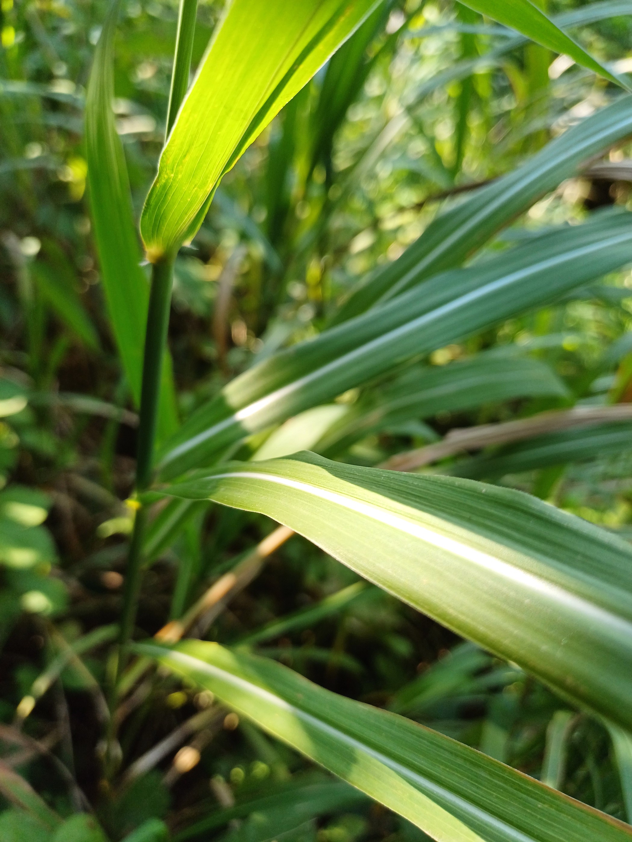 cf. miscanthus sinensis nördlicher leithakanal wilfleinsdorf 20240815_113308.jpg
