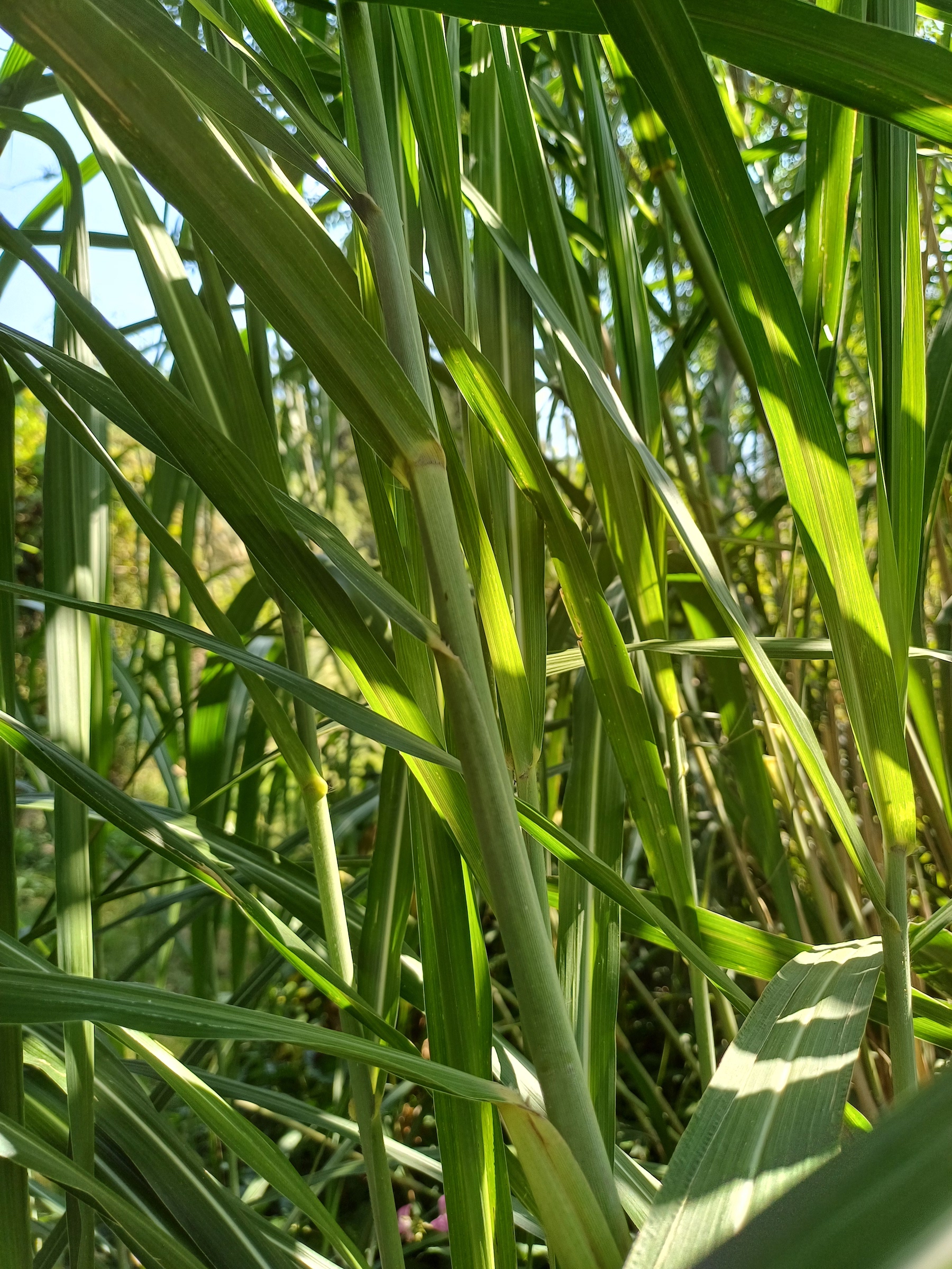 cf. miscanthus ×giganteus nördlicher leithakanal wilfleinsdorf 20240815_115335.jpg