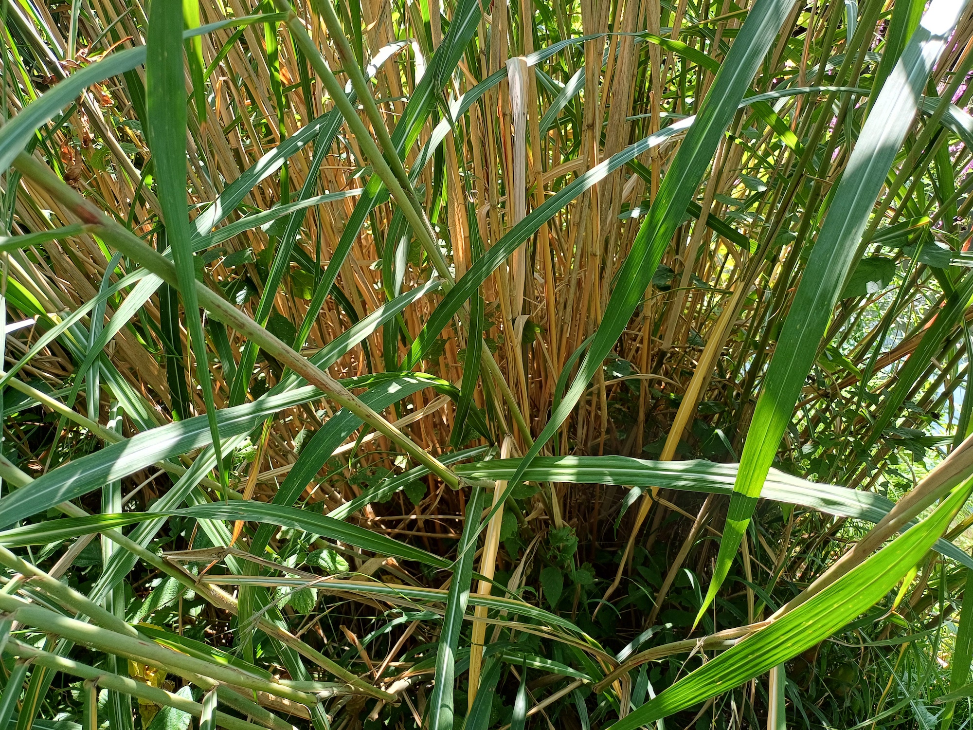 cf. miscanthus ×giganteus nördlicher leithakanal wilfleinsdorf 20240815_115326.jpg