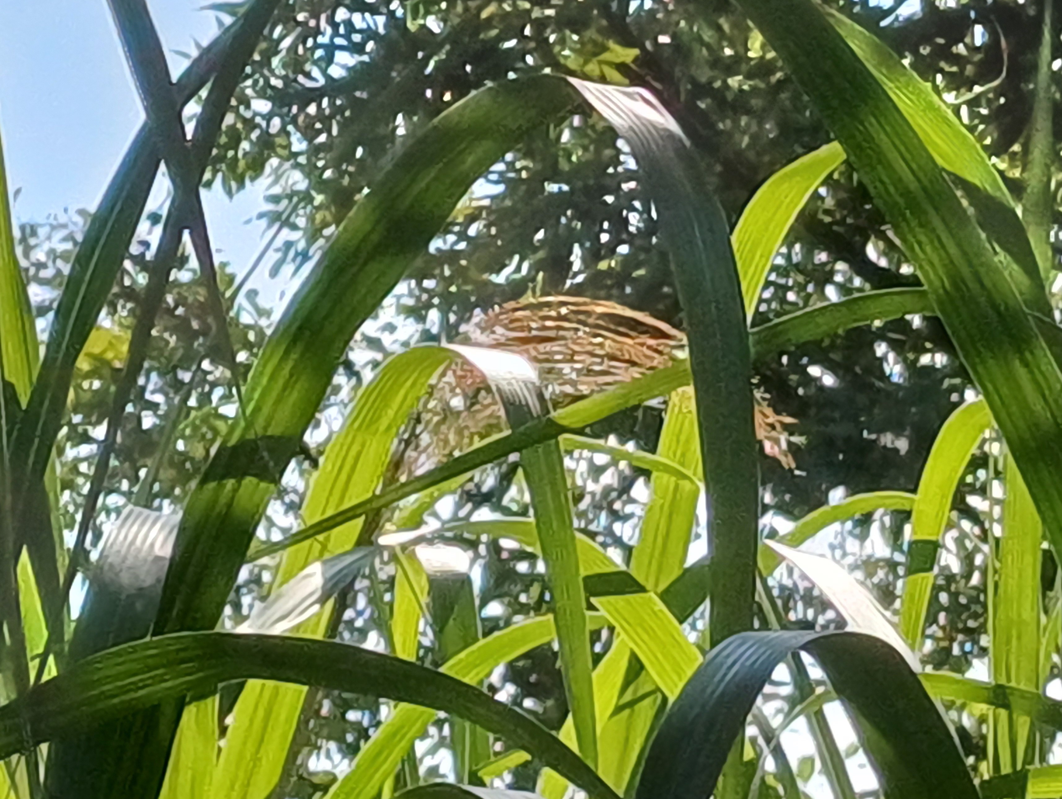 cf. miscanthus ×giganteus nördlicher leithakanal wilfleinsdorf 20240815_115307.jpg