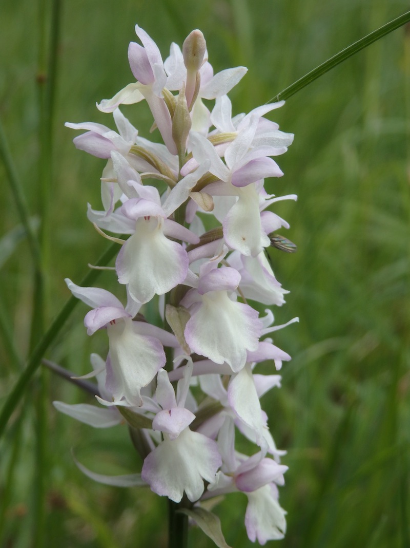 Dactylorhiza_cf_fuchsii2naeher.jpg