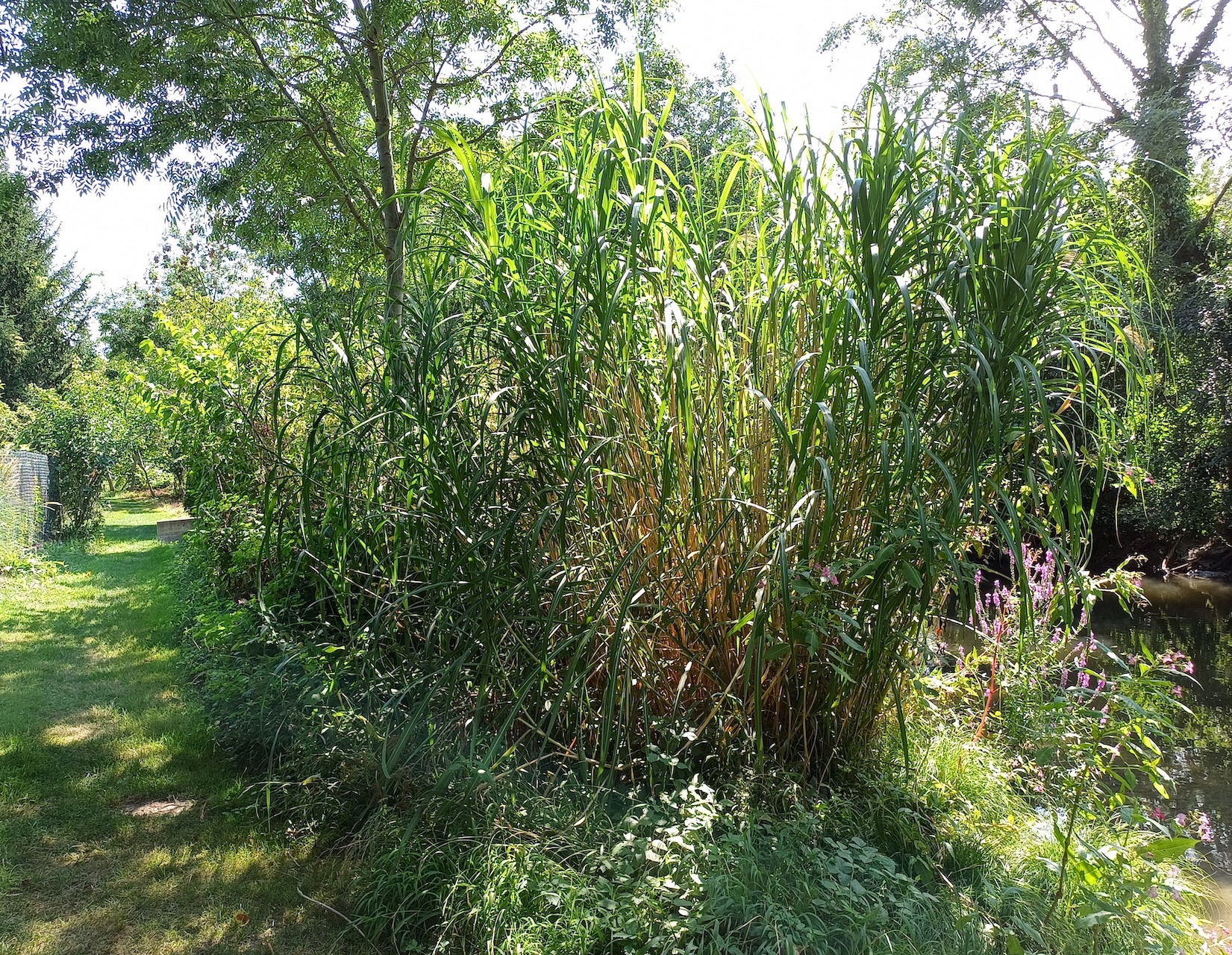 cf. miscanthus ×giganteus nördlicher leithakanal wilfleinsdorf 20240815_115135.jpg