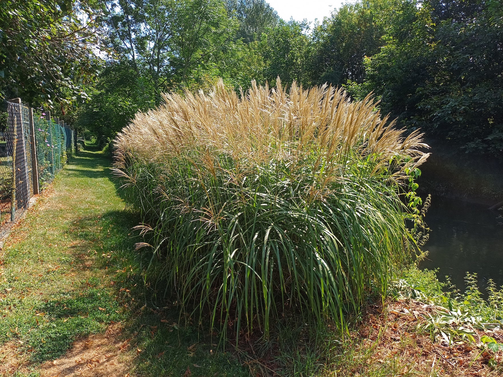 cf. miscanthus sinensis nördlicher leithakanal wilfleinsdorf 20240815_115429.jpg