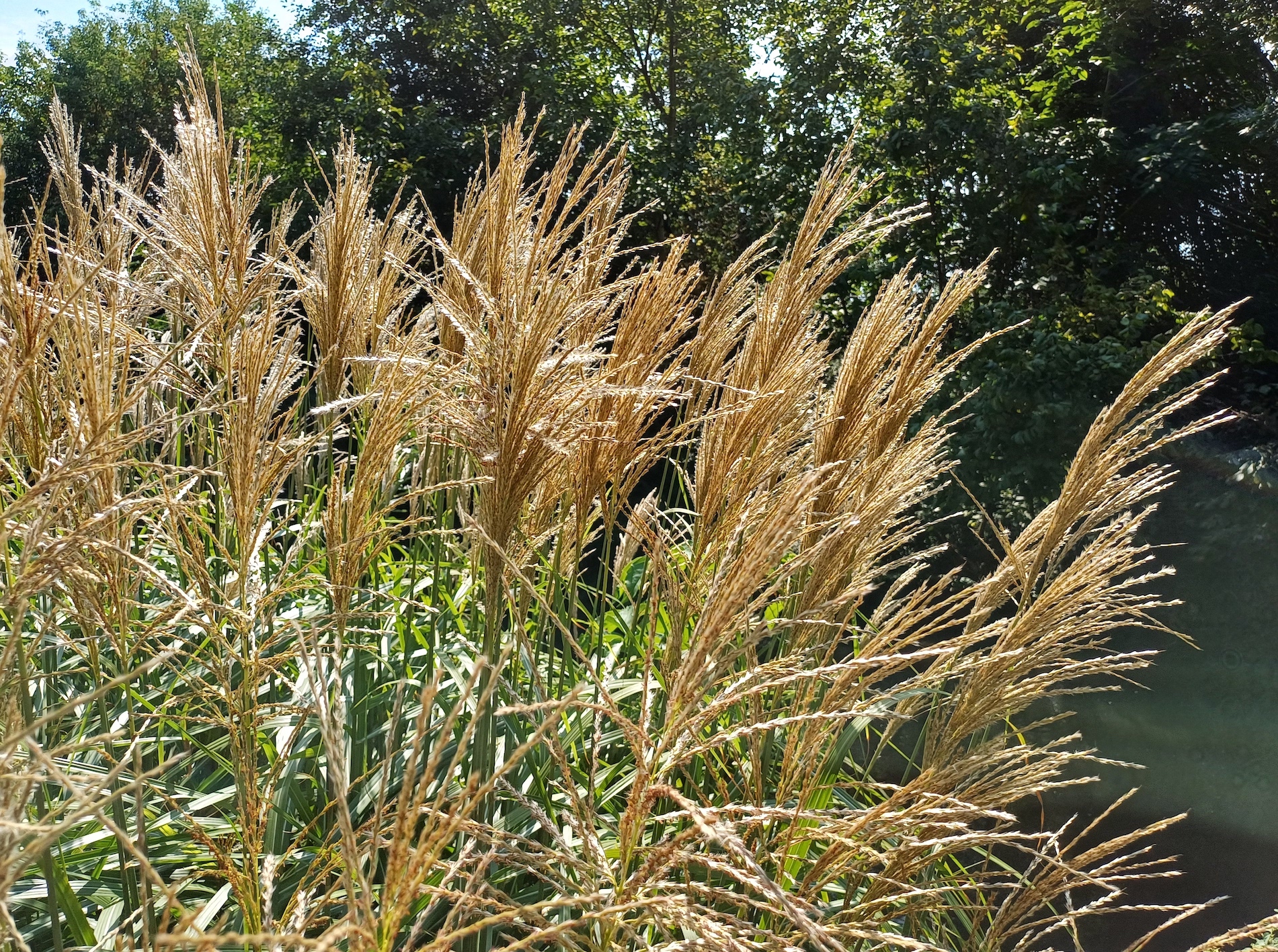 cf. miscanthus sinensis nördlicher leithakanal wilfleinsdorf 20240815_115439.jpg