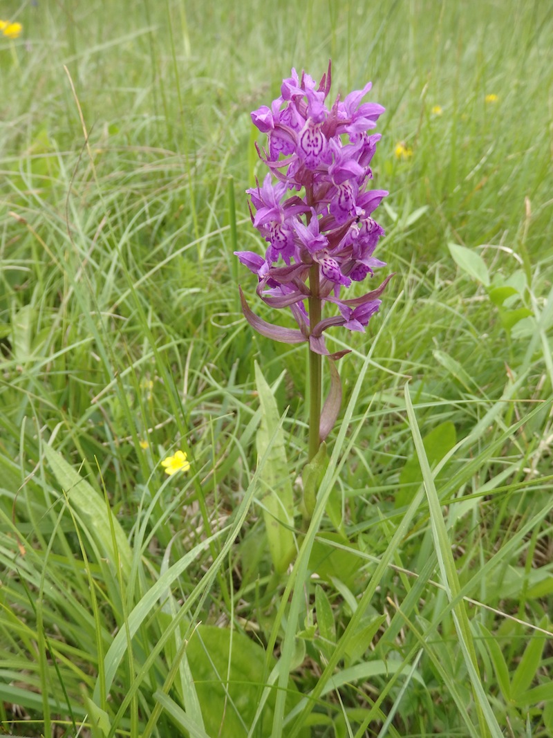 Dactylorhiza_cf_majalis.JPG