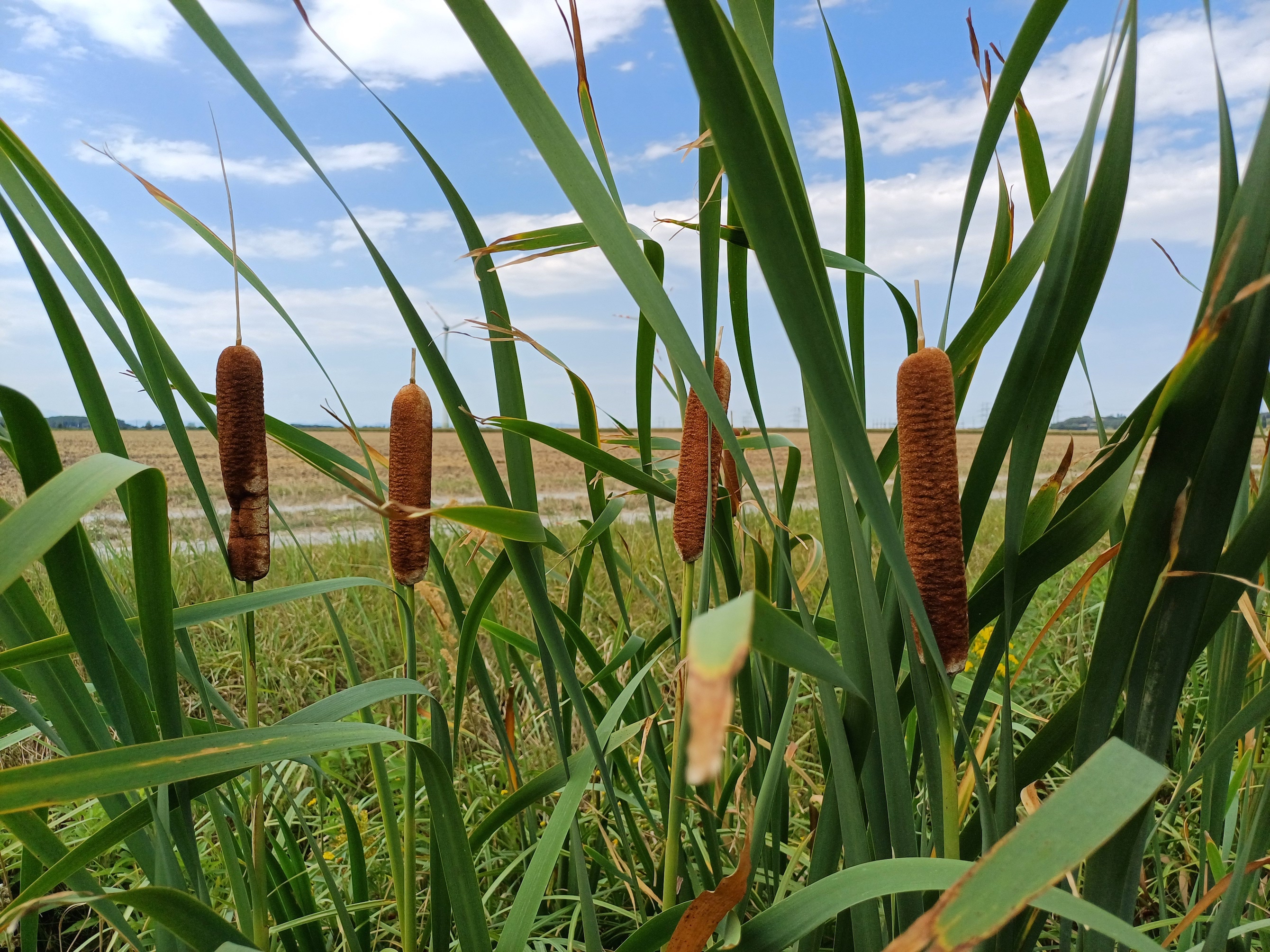 typha cf. latifolia wilfleinsdorf 20240815_124955.jpg