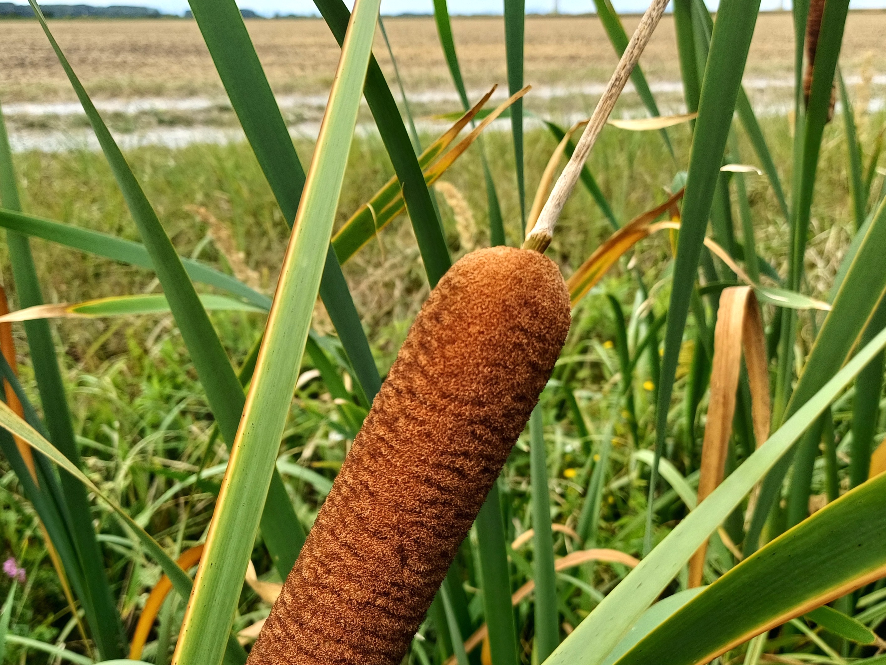 typha cf. latifolia wilfleinsdorf 20240815_124906.jpg