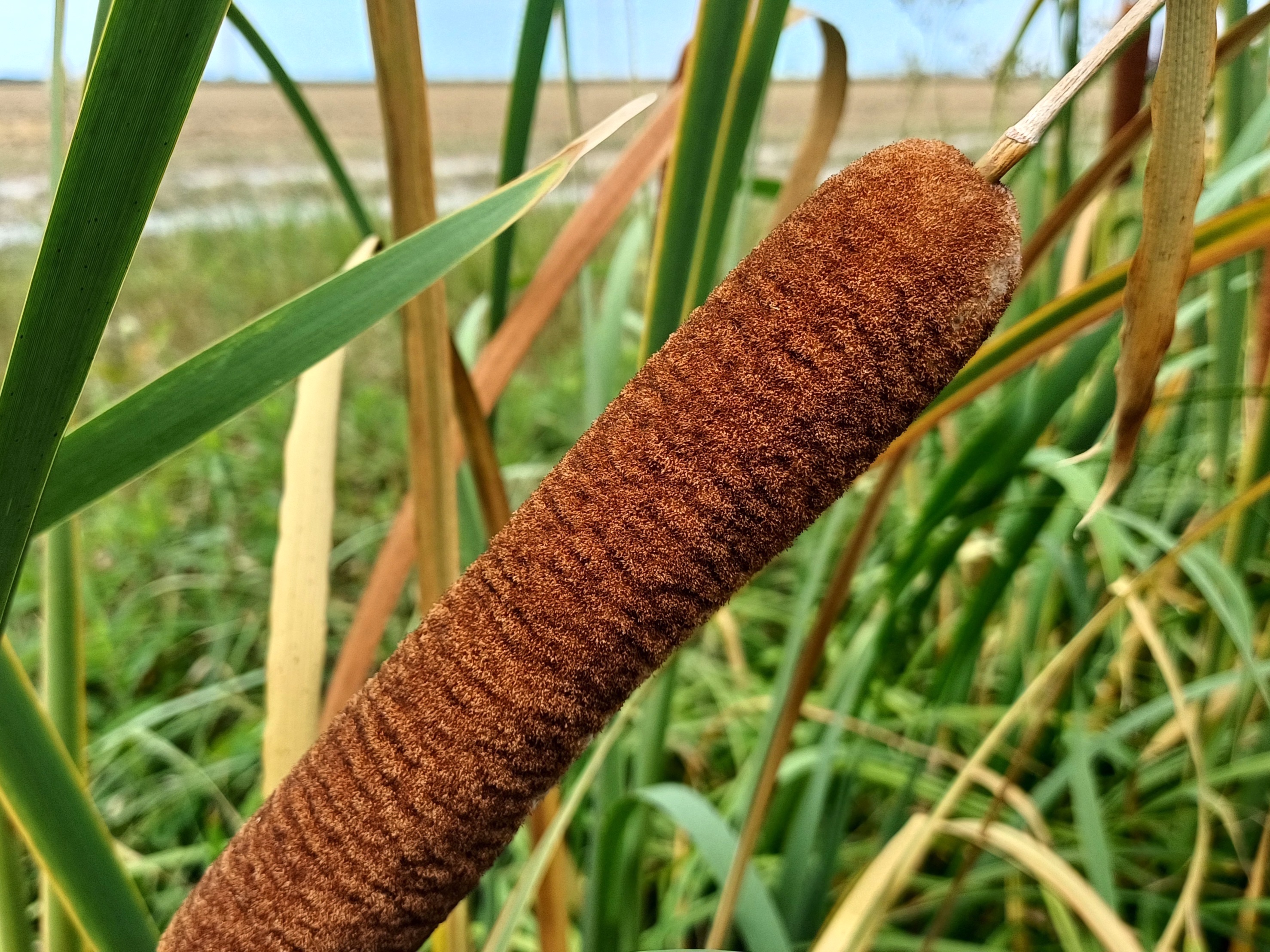 typha cf. latifolia wilfleinsdorf 20240815_124803.jpg