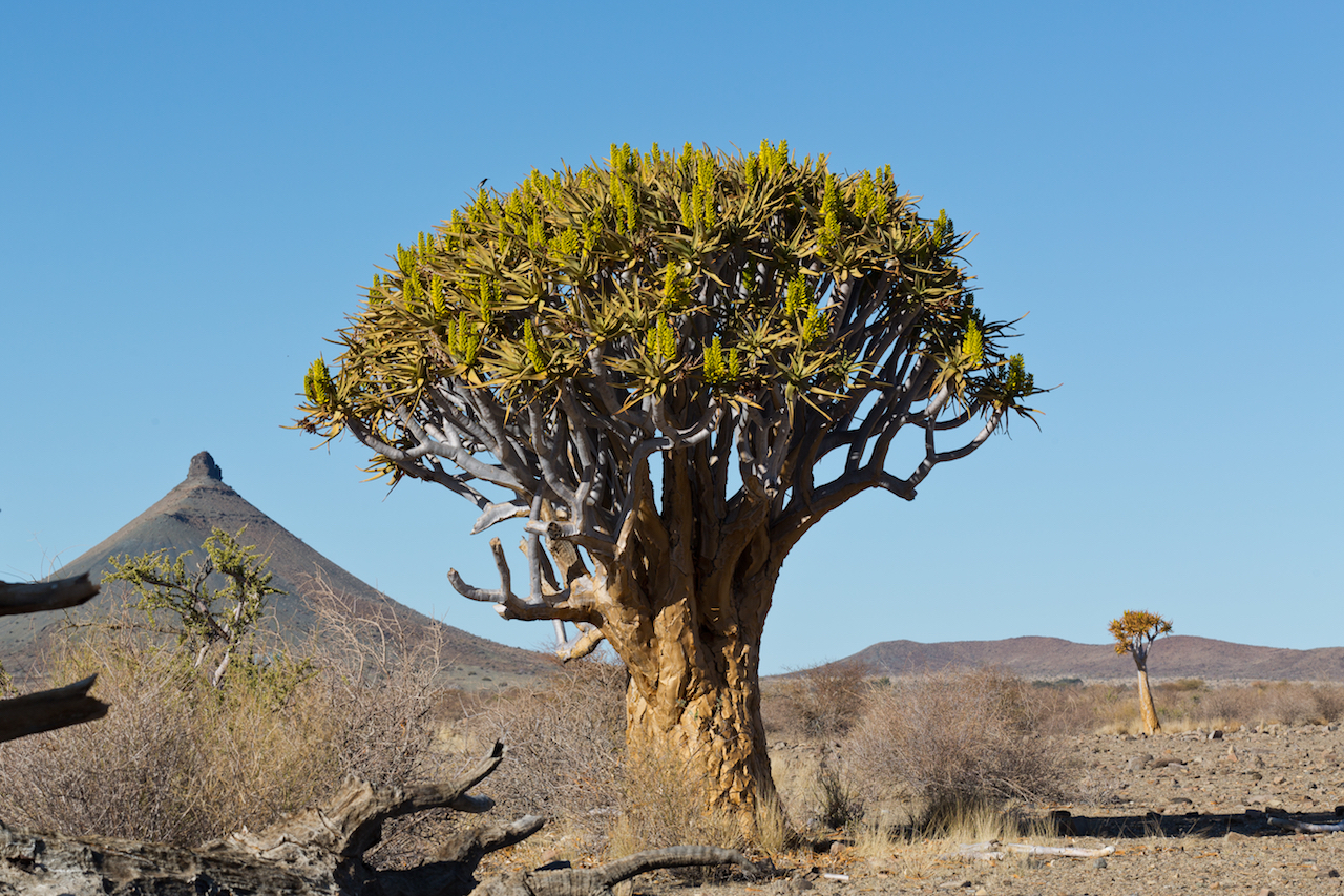 Aloaceae_Aloidendron dichotomum.jpg