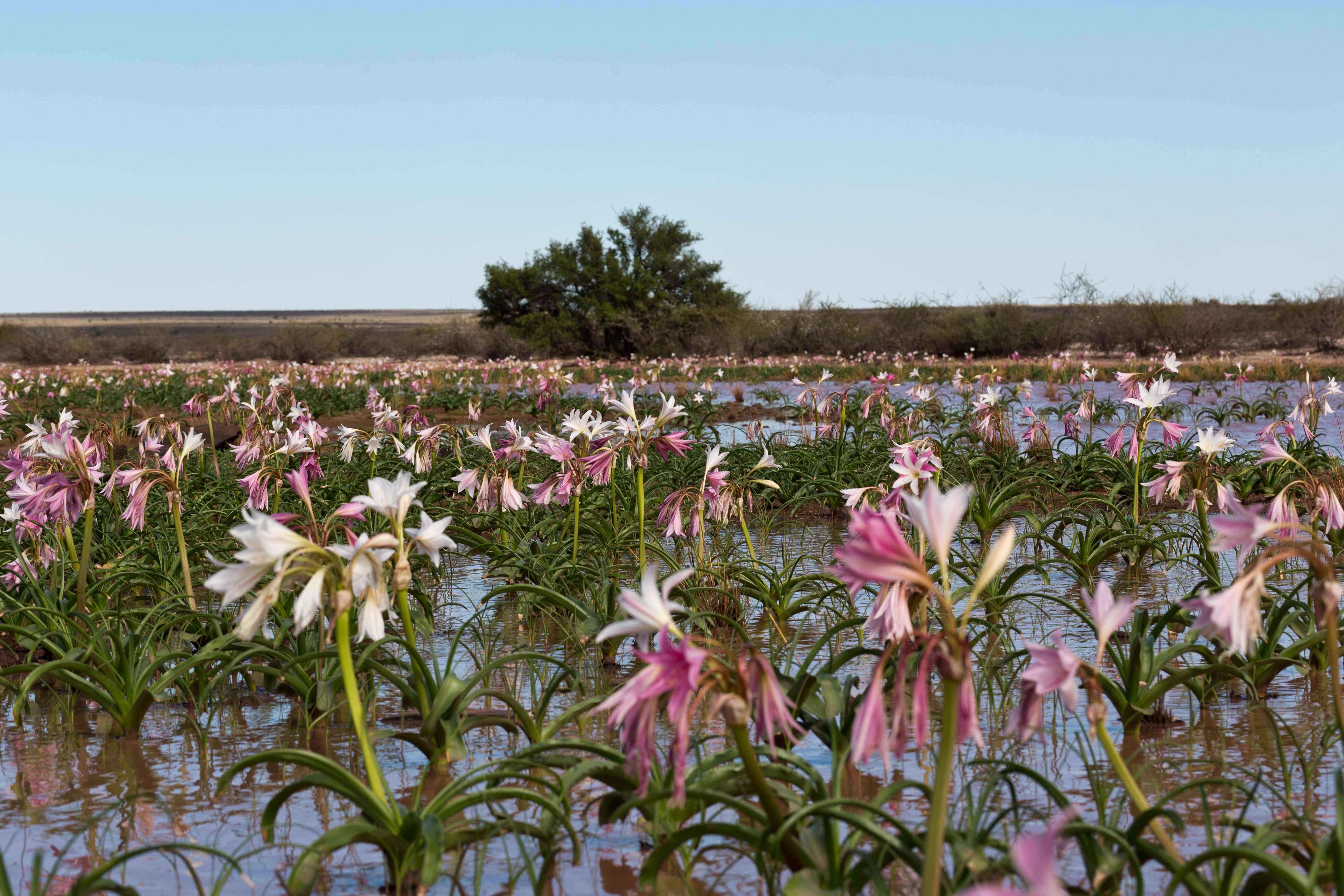 Amaryllidaceae_Crinum paludosum.jpg