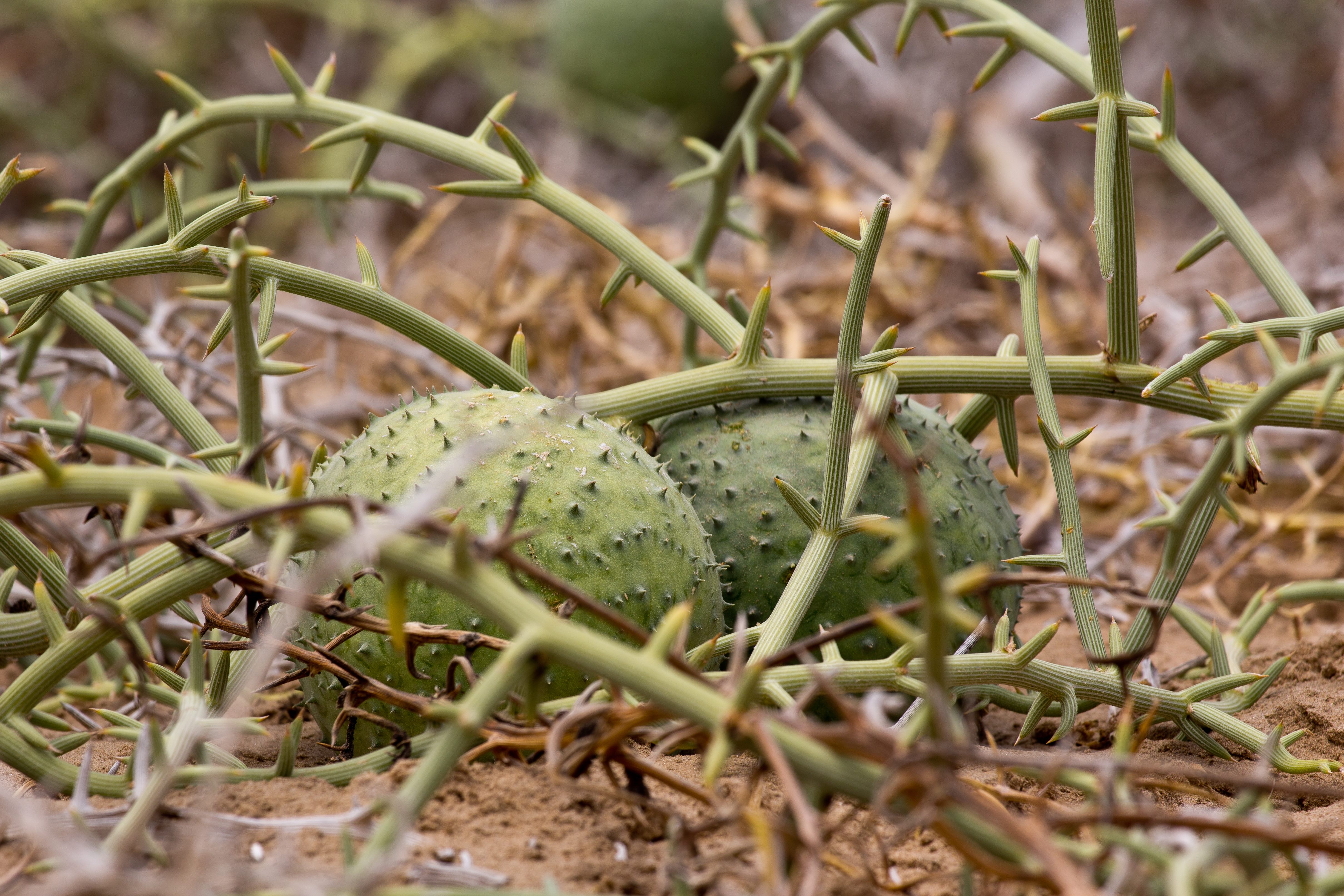 Cucurbitaceae_Acanthosicyos horridus.jpg