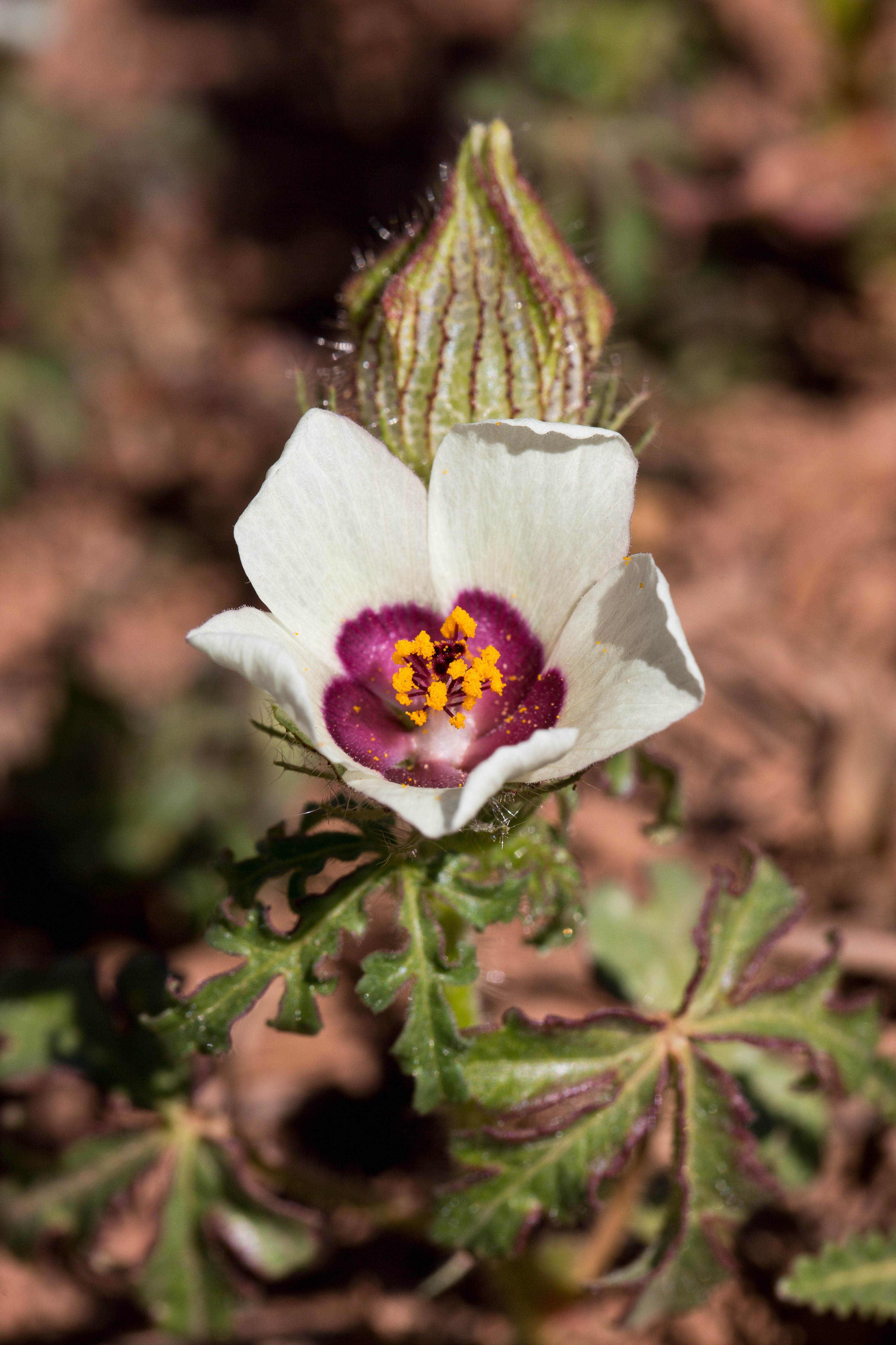 Malvaceae_Hibiscus trionum.jpg
