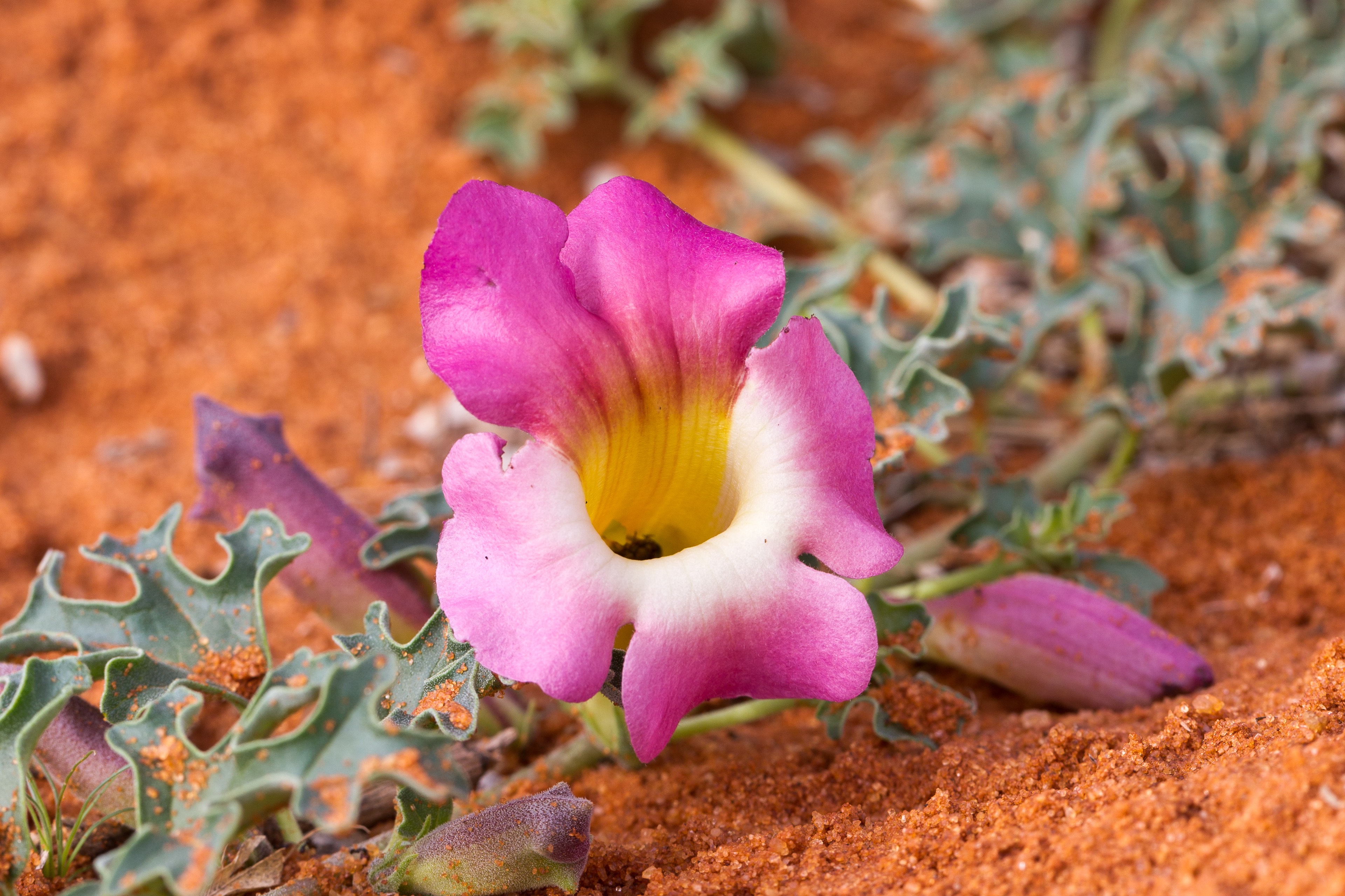 Pedaliaceae_Harpagophytum procumbens.jpg