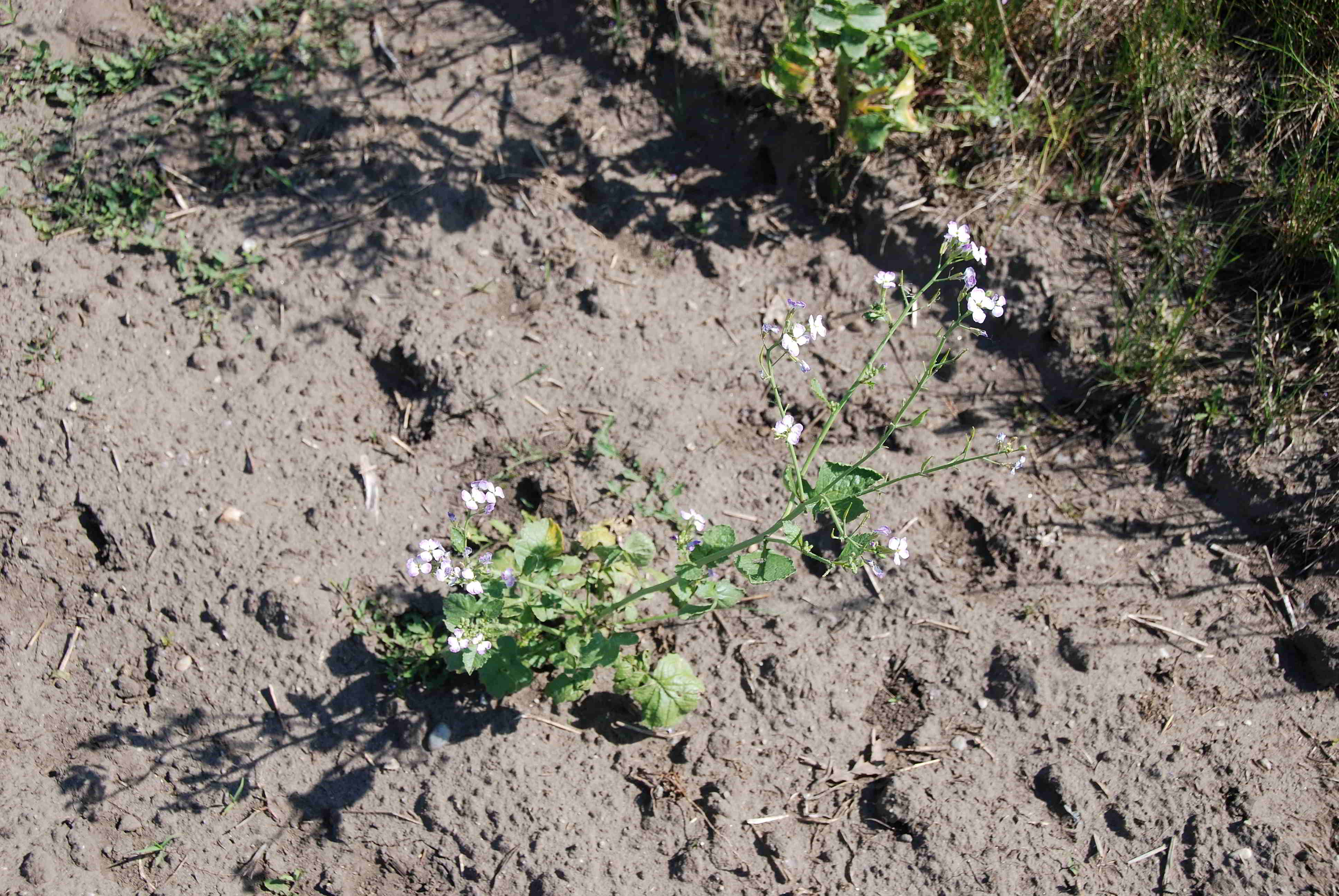 Siegendorf - 20052018-(22).JPG